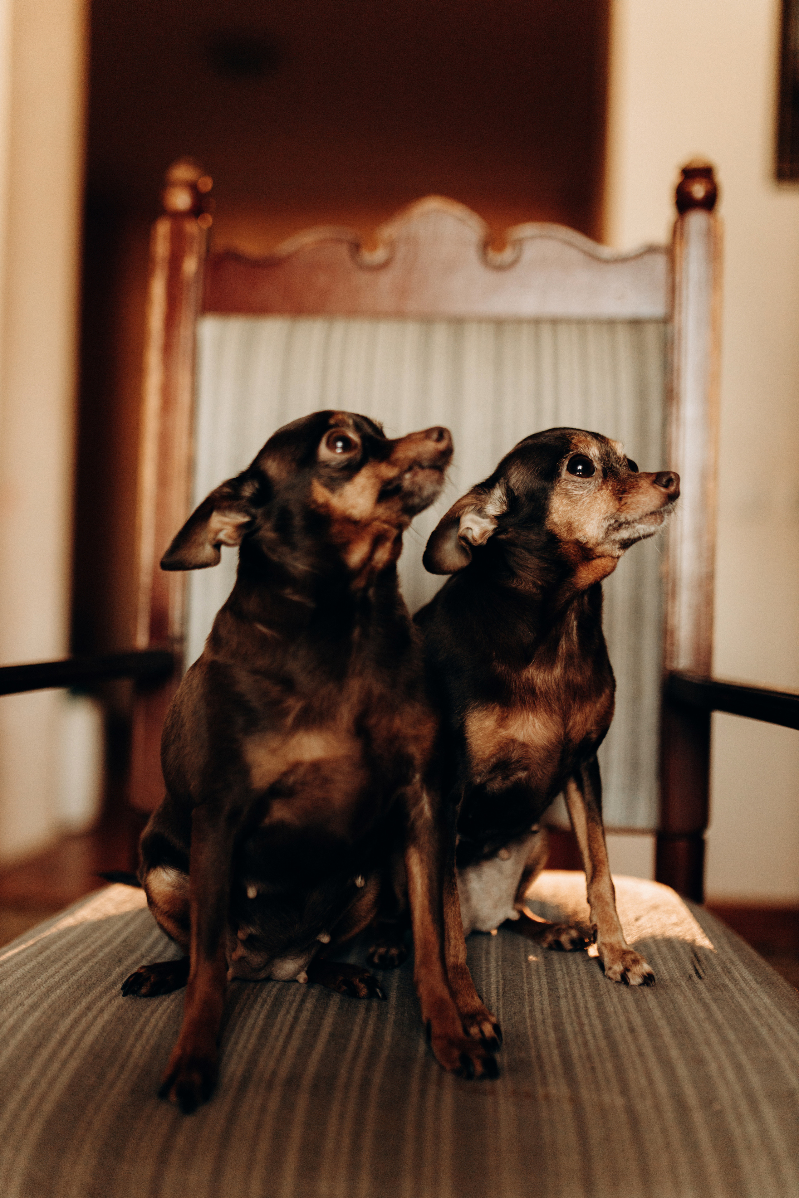 Ляльковий дім. Весільний та сімейний фотограф Біла Церква/Київ