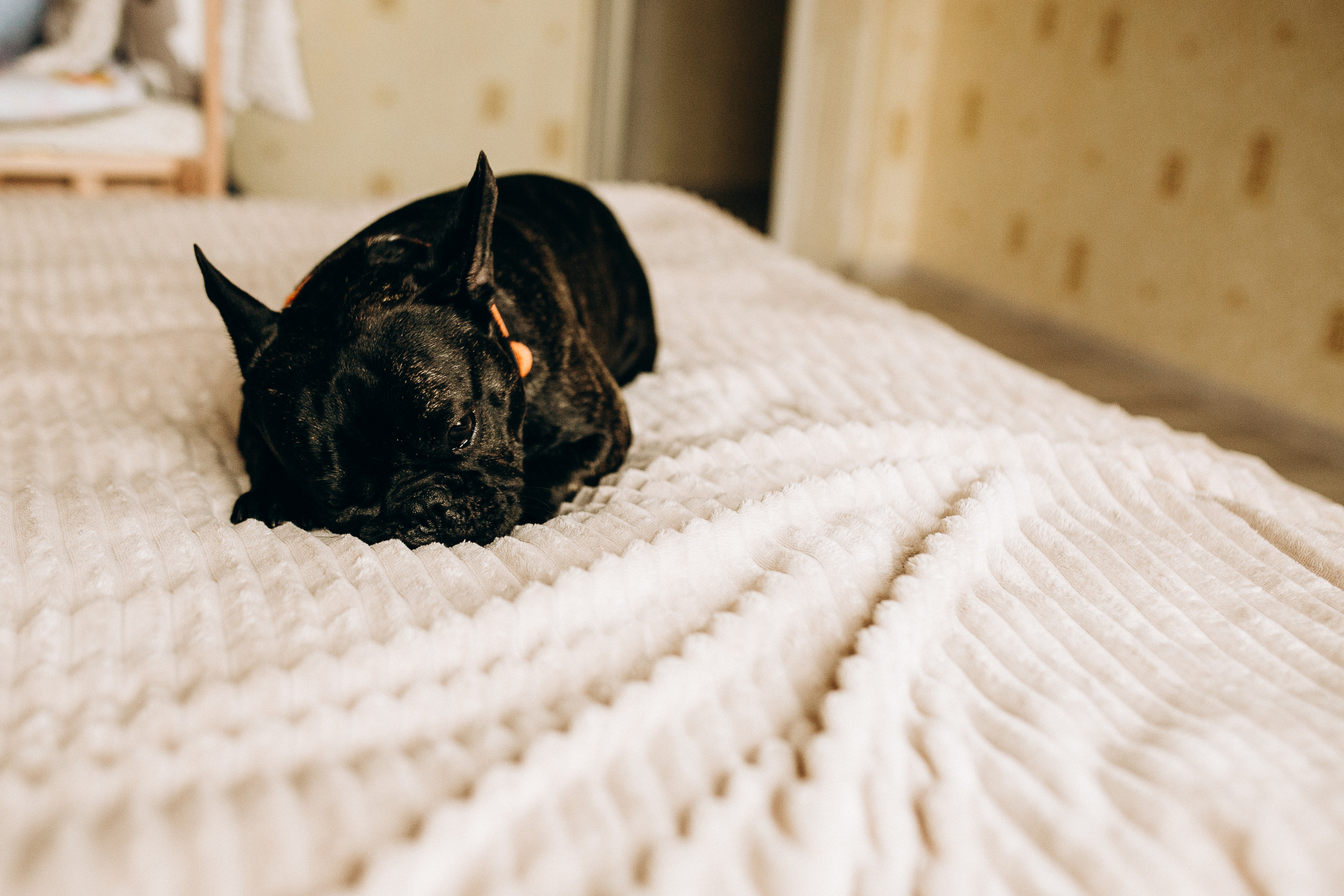 Влад, Яна, Дьома. Весільний та сімейний фотограф Біла Церква/Київ