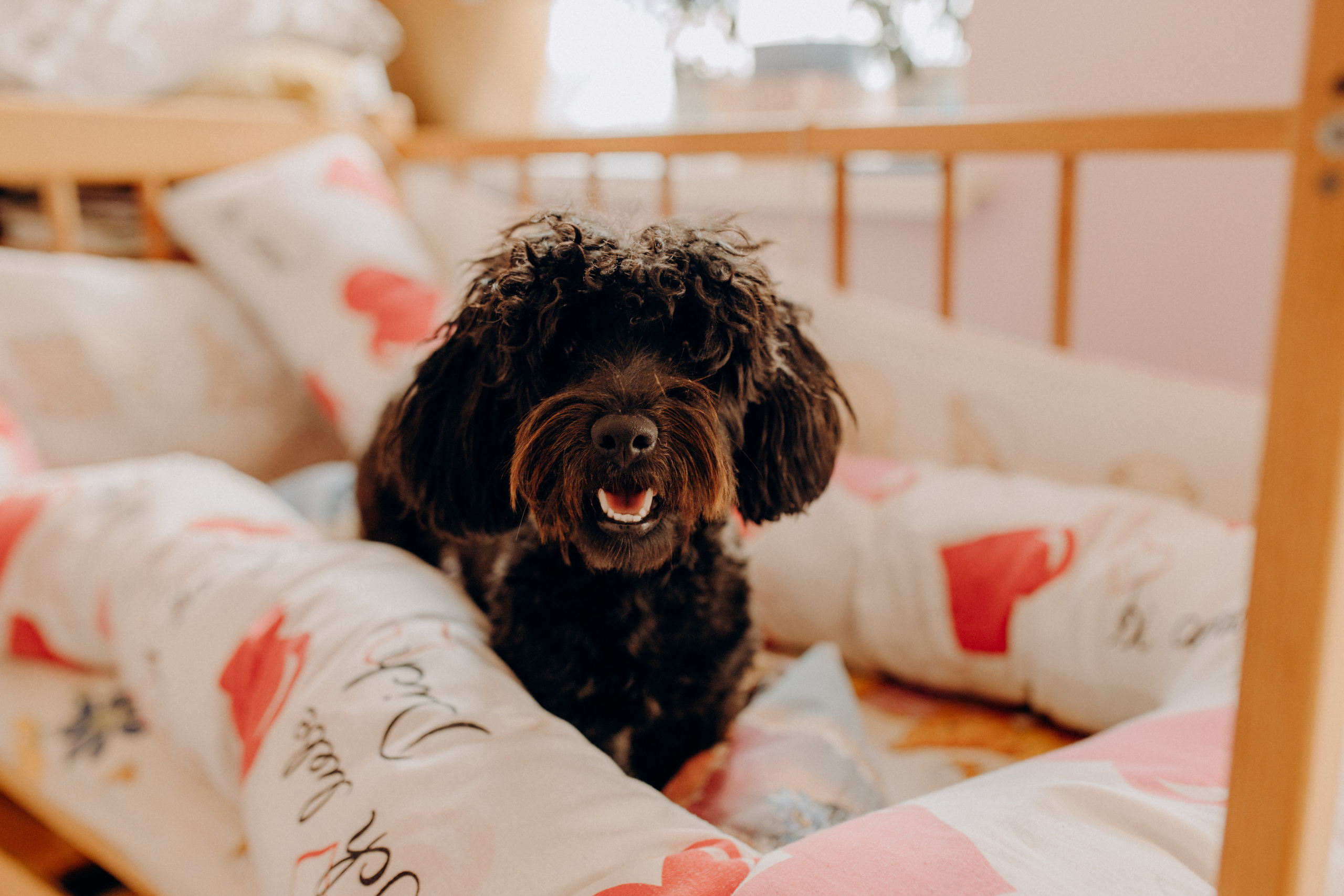 Цукерочки. Весільний та сімейний фотограф Біла Церква/Київ