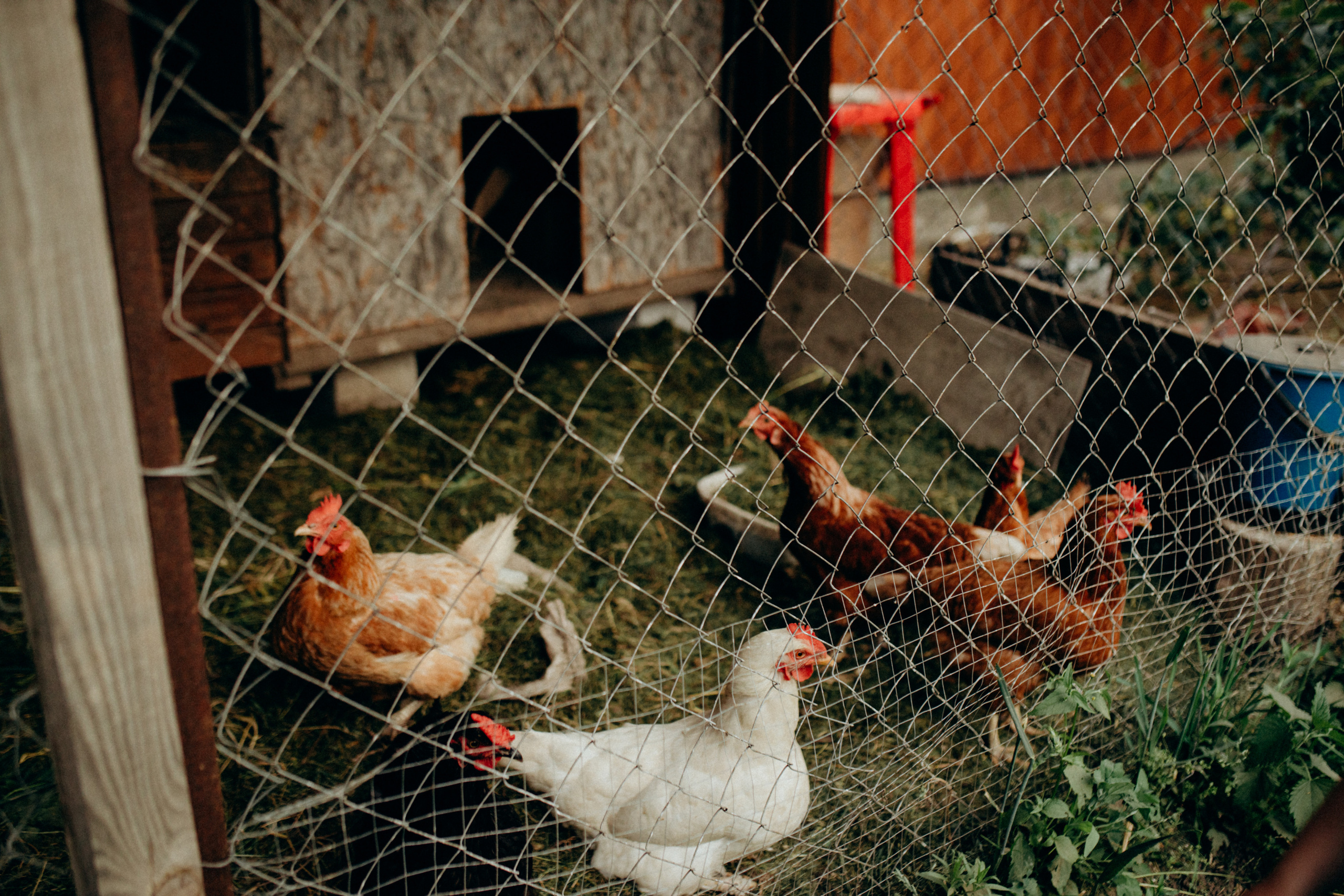 Цукерочки. Весільний та сімейний фотограф Біла Церква/Київ
