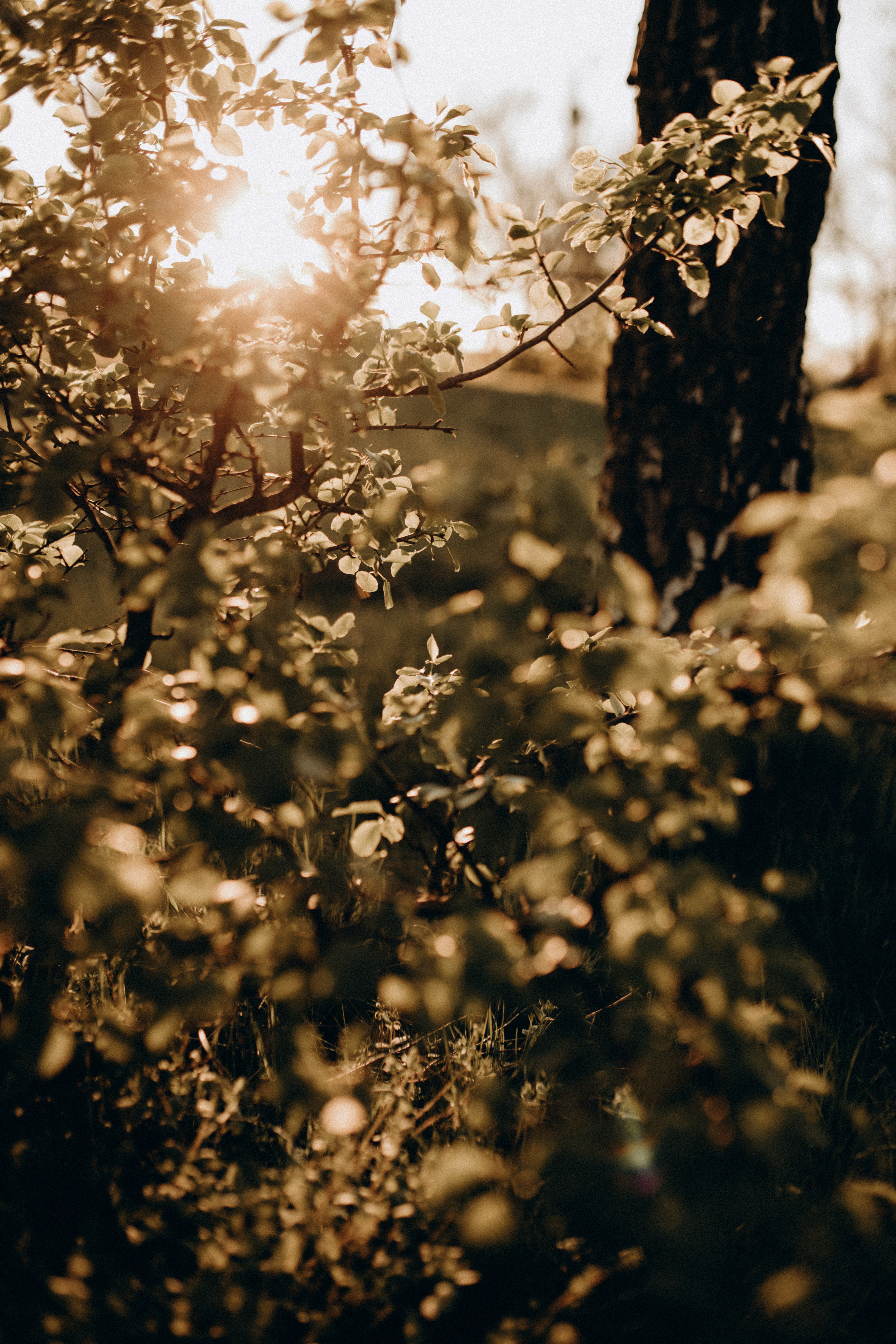 Ляльковий дім. Весільний та сімейний фотограф Біла Церква/Київ