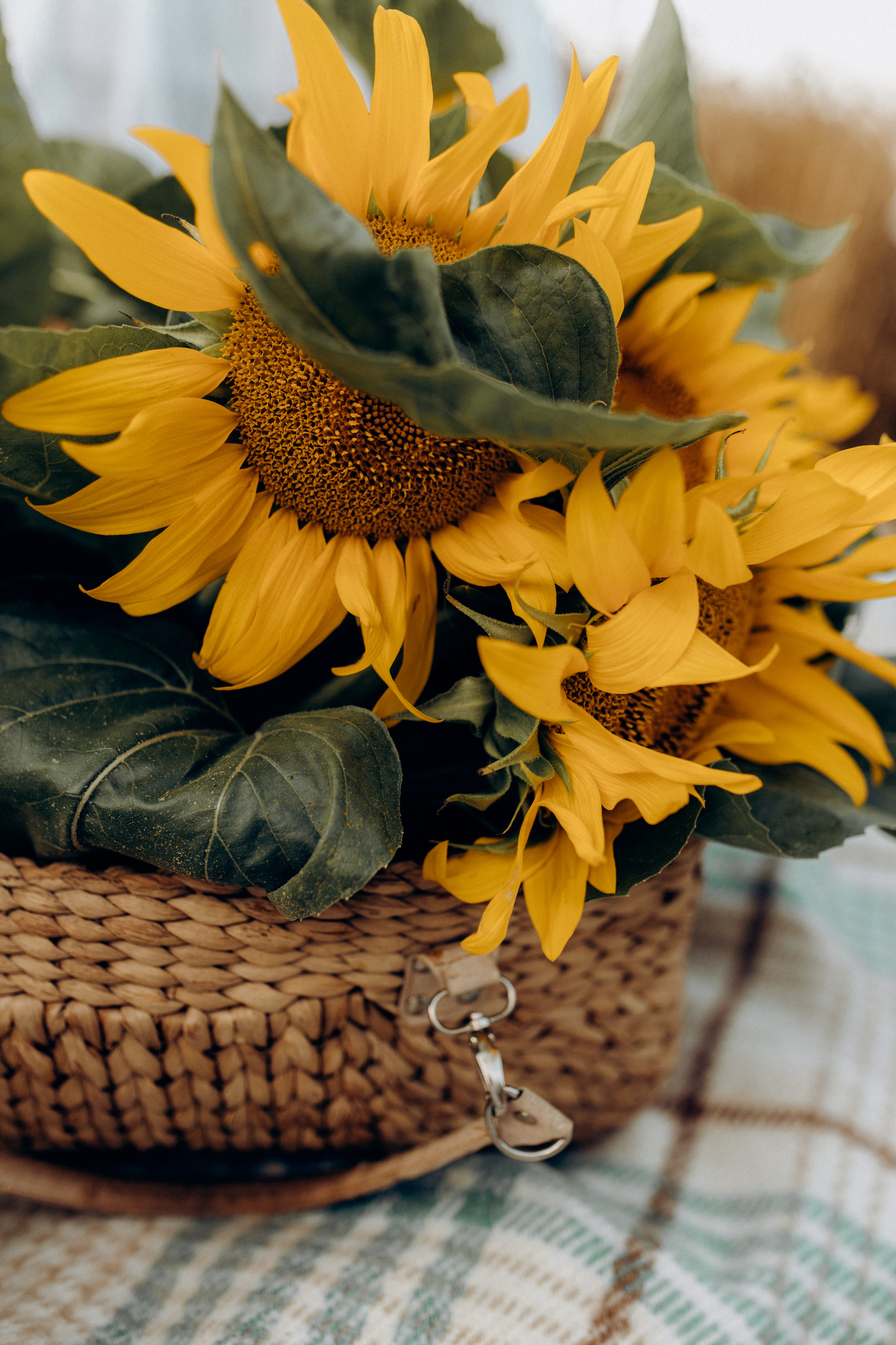Родина. Весільний та сімейний фотограф Біла Церква/Київ