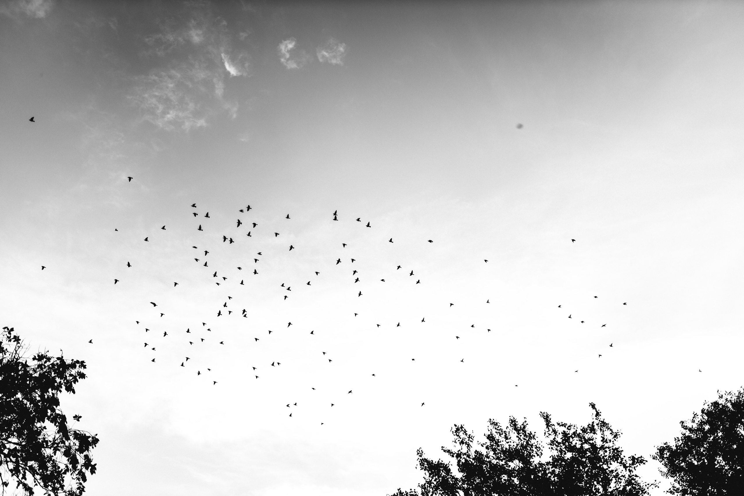 Матвій. Весільний та сімейний фотограф Біла Церква/Київ