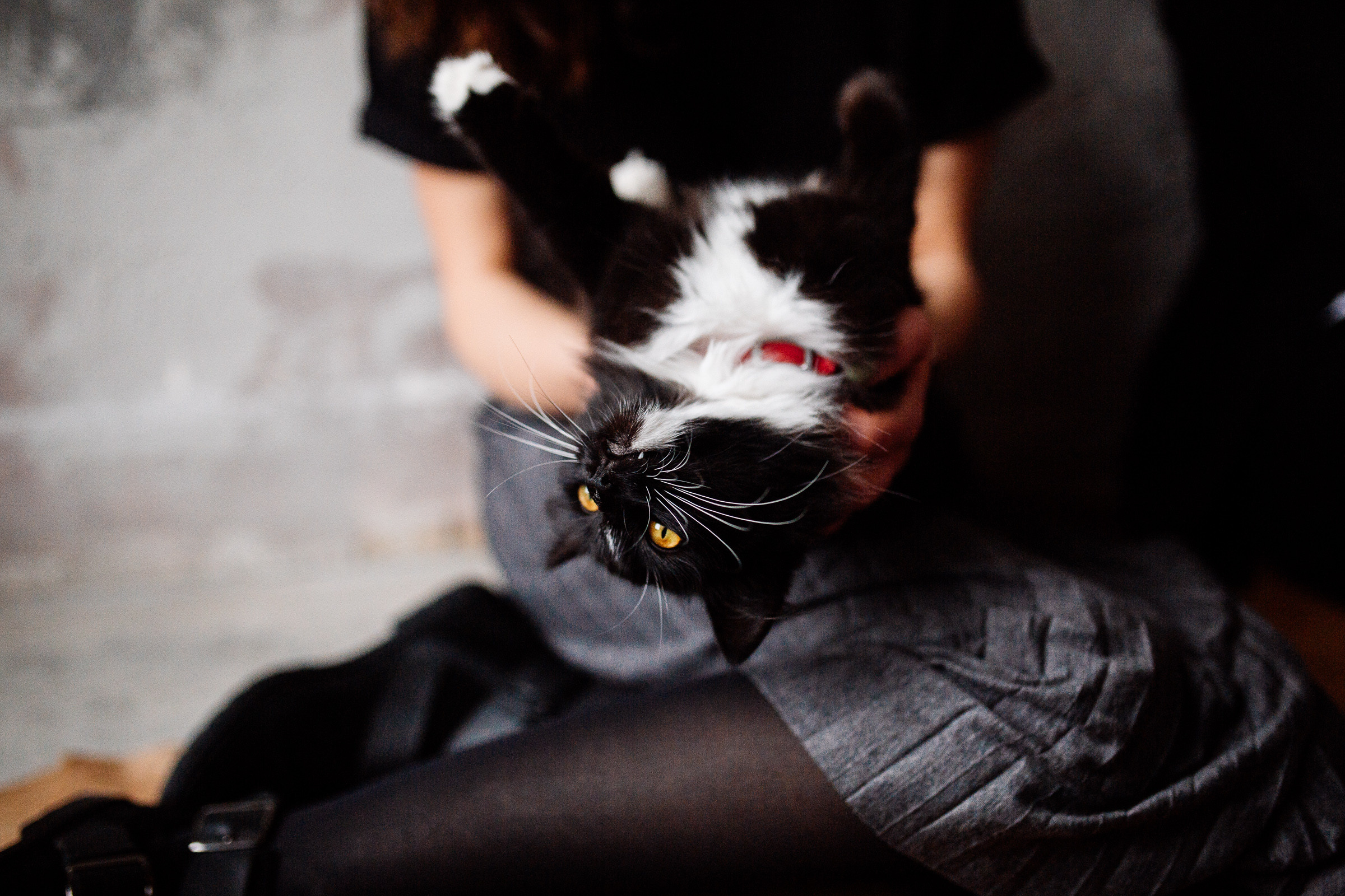 Bella&Dima. Весільний та сімейний фотограф Біла Церква/Київ