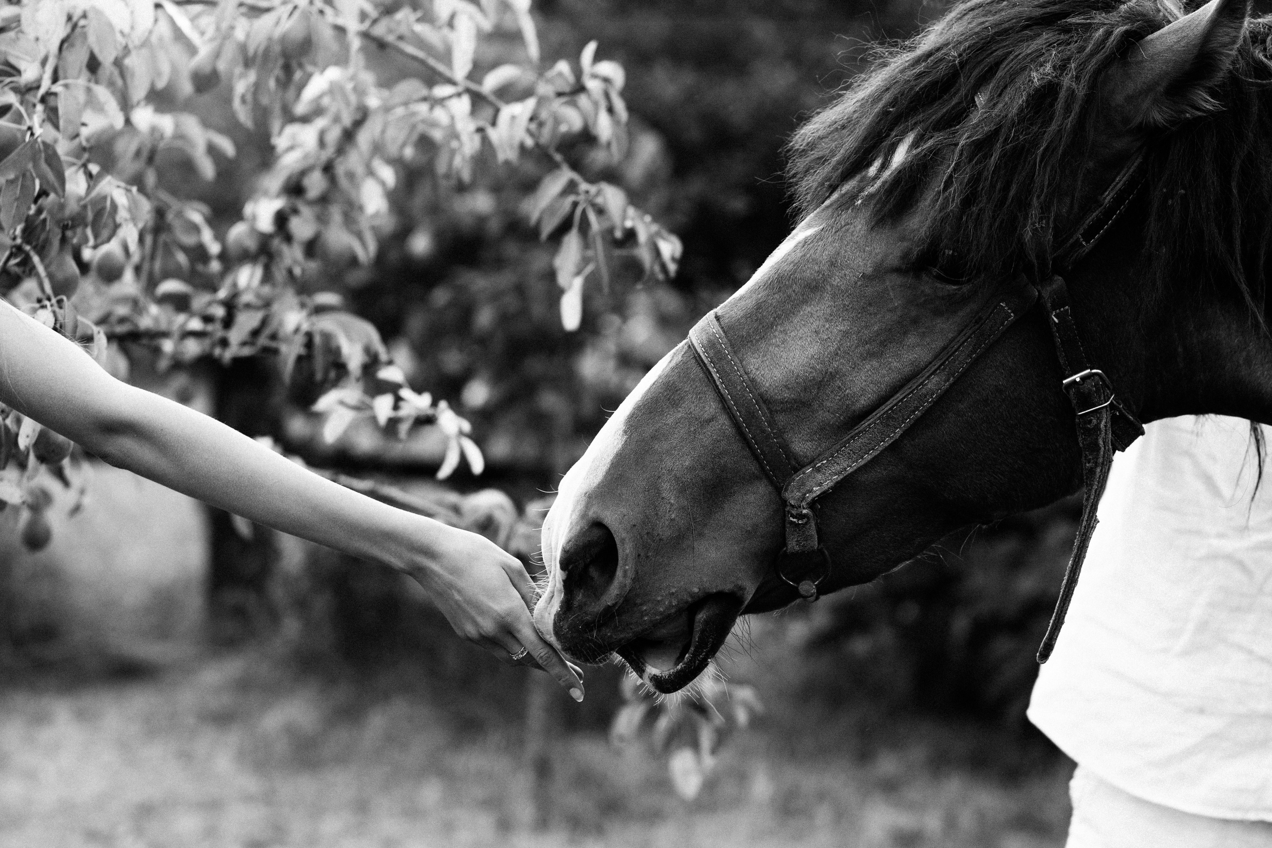 Марципановий дім. Весільний та сімейний фотограф Біла Церква/Київ