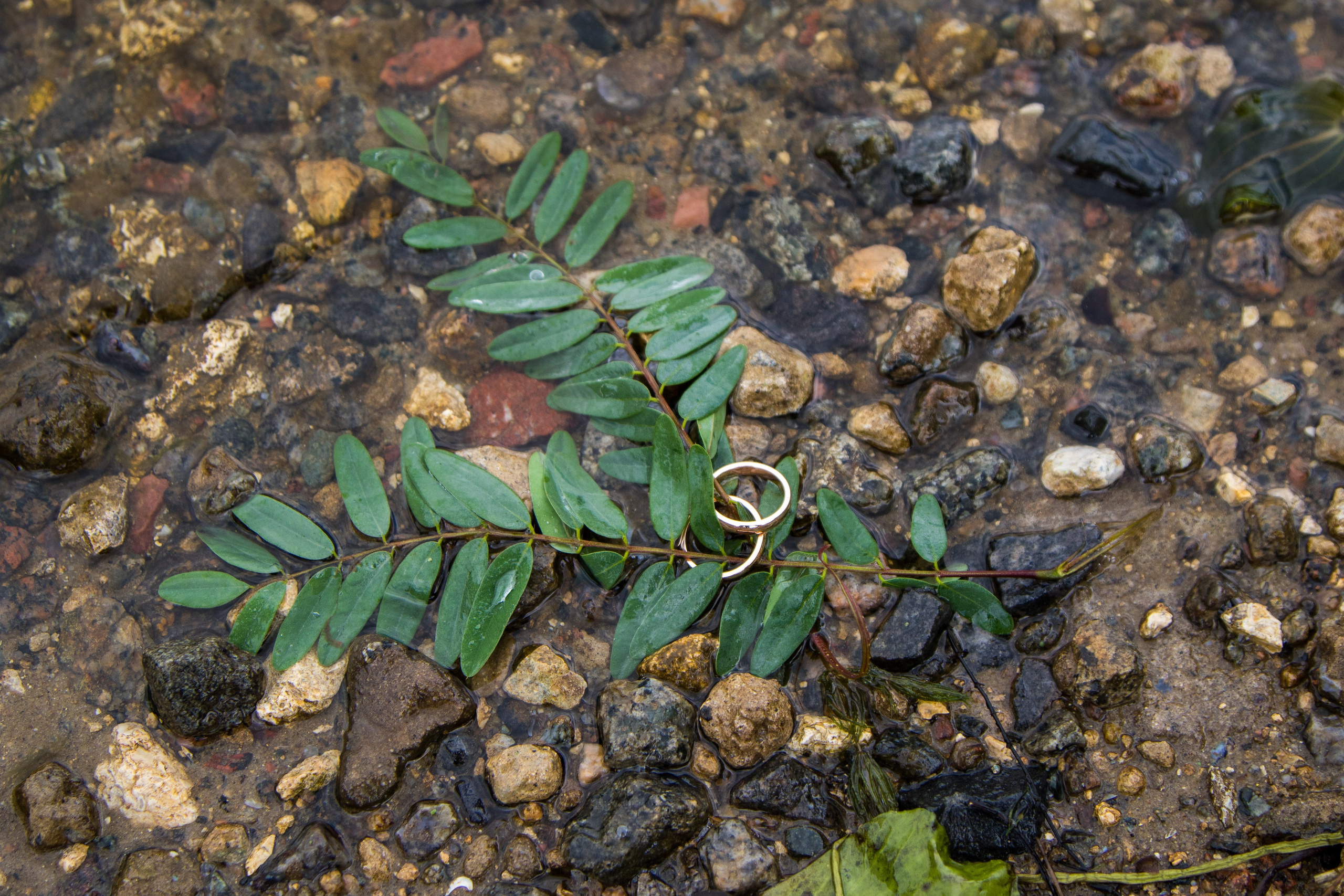 Wedding. Photographer Andrey Nekrasov