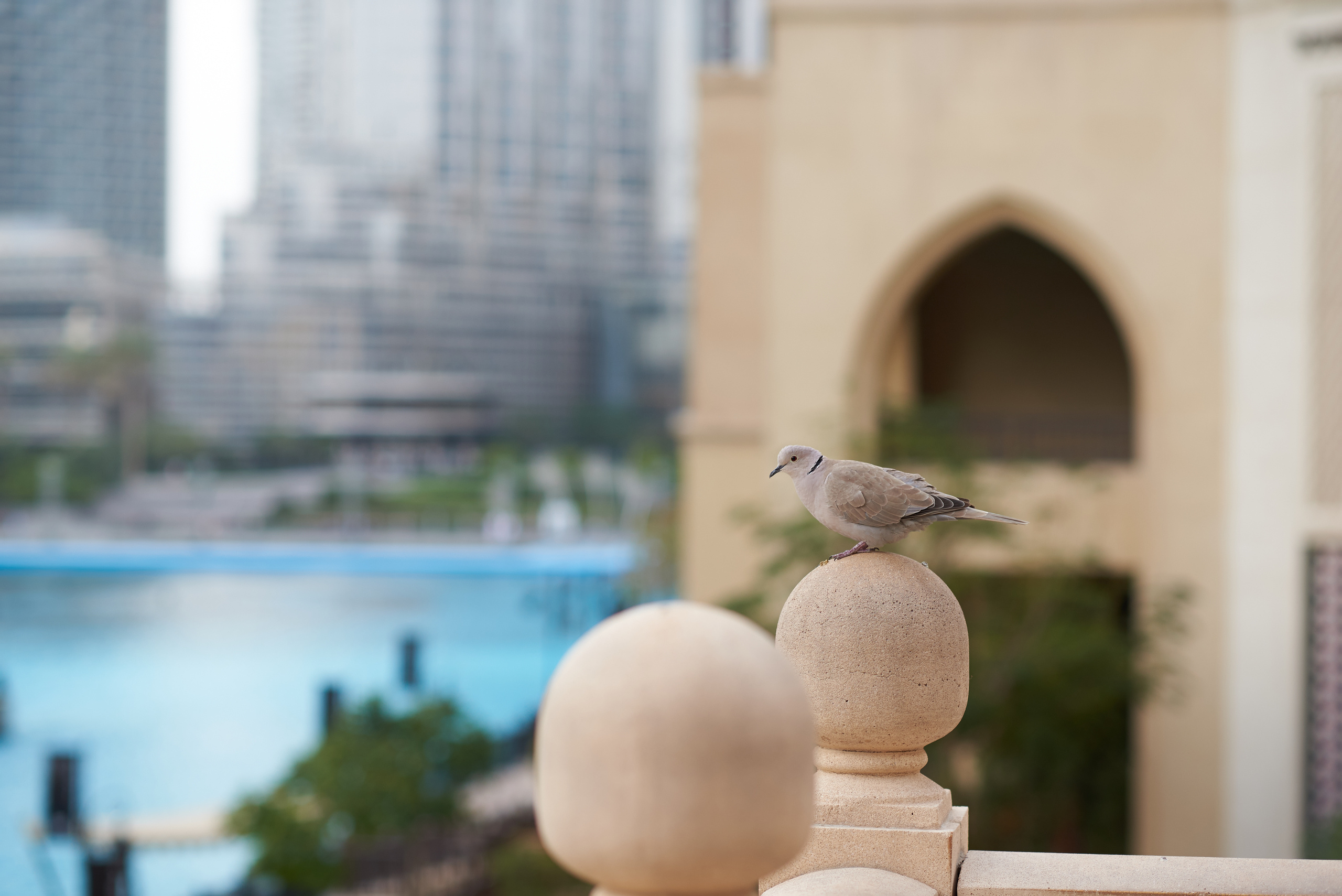 VLADA & KIRIL. Весільний фотограф Сергій Черепанов - Львів, Київ, Кропивницький