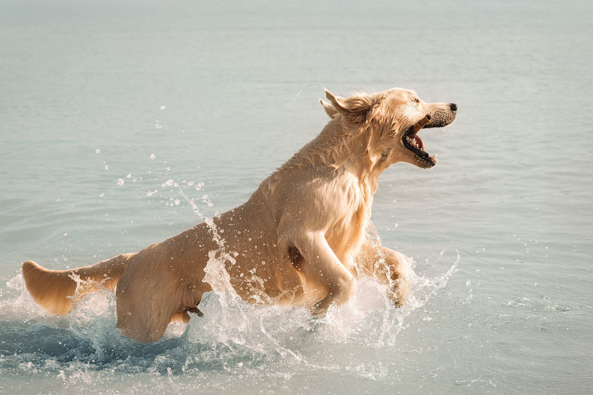 Fotografo Riccione, fotografie al aperto, famiglie, ritratti, bambini, animali domestici, fotografia cani a riccione, rimini, emilia romagna. Fotografa a Riccione, ritratti di bambini e famiglia, animali domestici