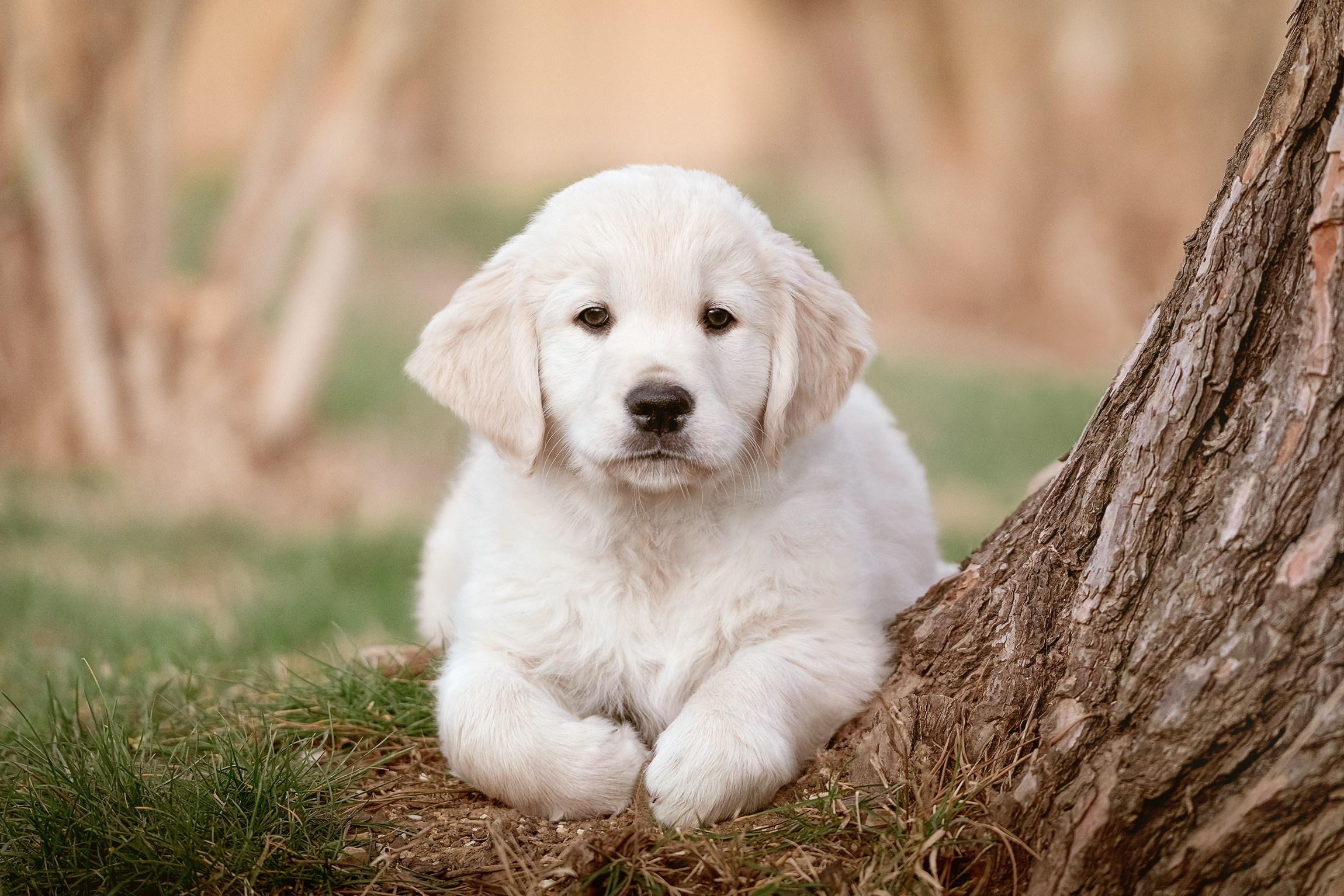 Fotografia cani a riccione e a rimini, emilia romagna italia. Fotografa a Riccione, ritratti di bambini e famiglia, animali domestici