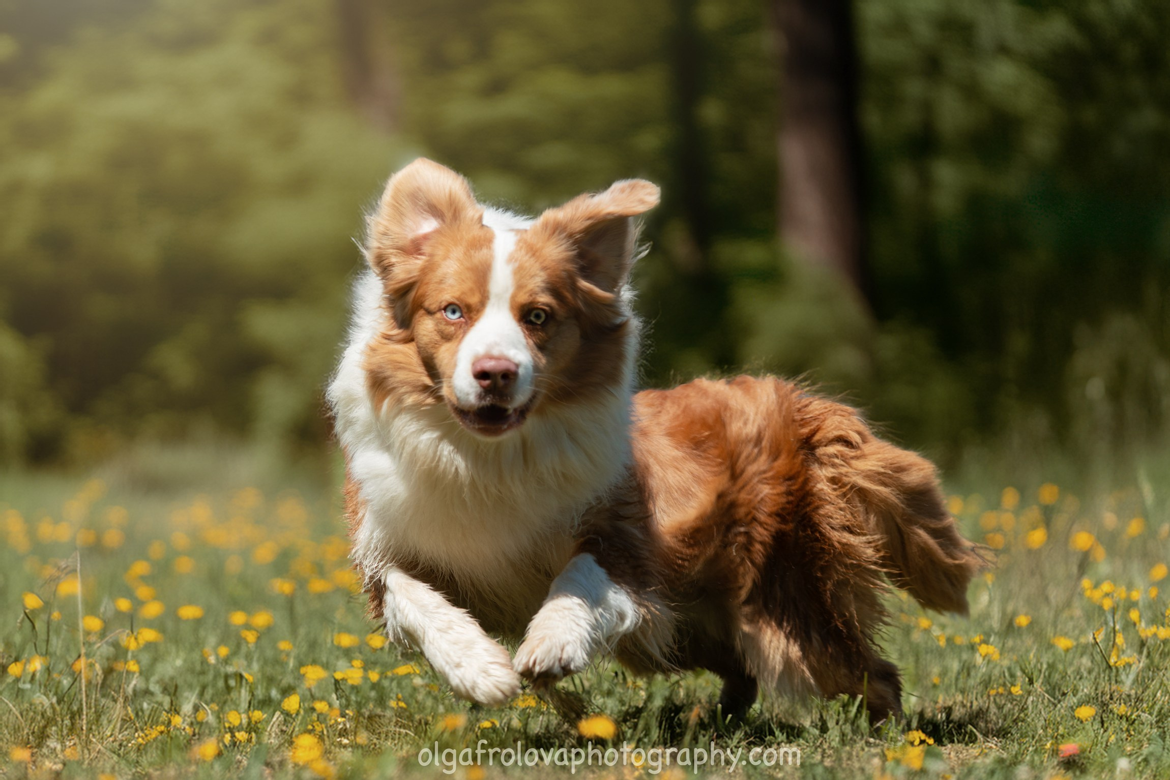 Fotografa a Riccione, ritratti di bambini e famiglia, animali domestici