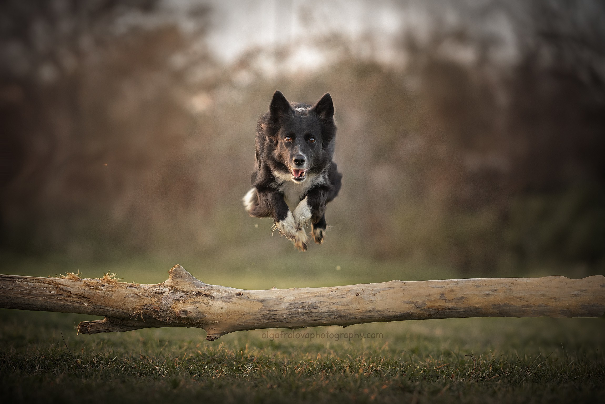 Fotografia cani a riccione e a rimini, emilia romagna italia. Fotografa a Riccione, ritratti di bambini e famiglia, animali domestici