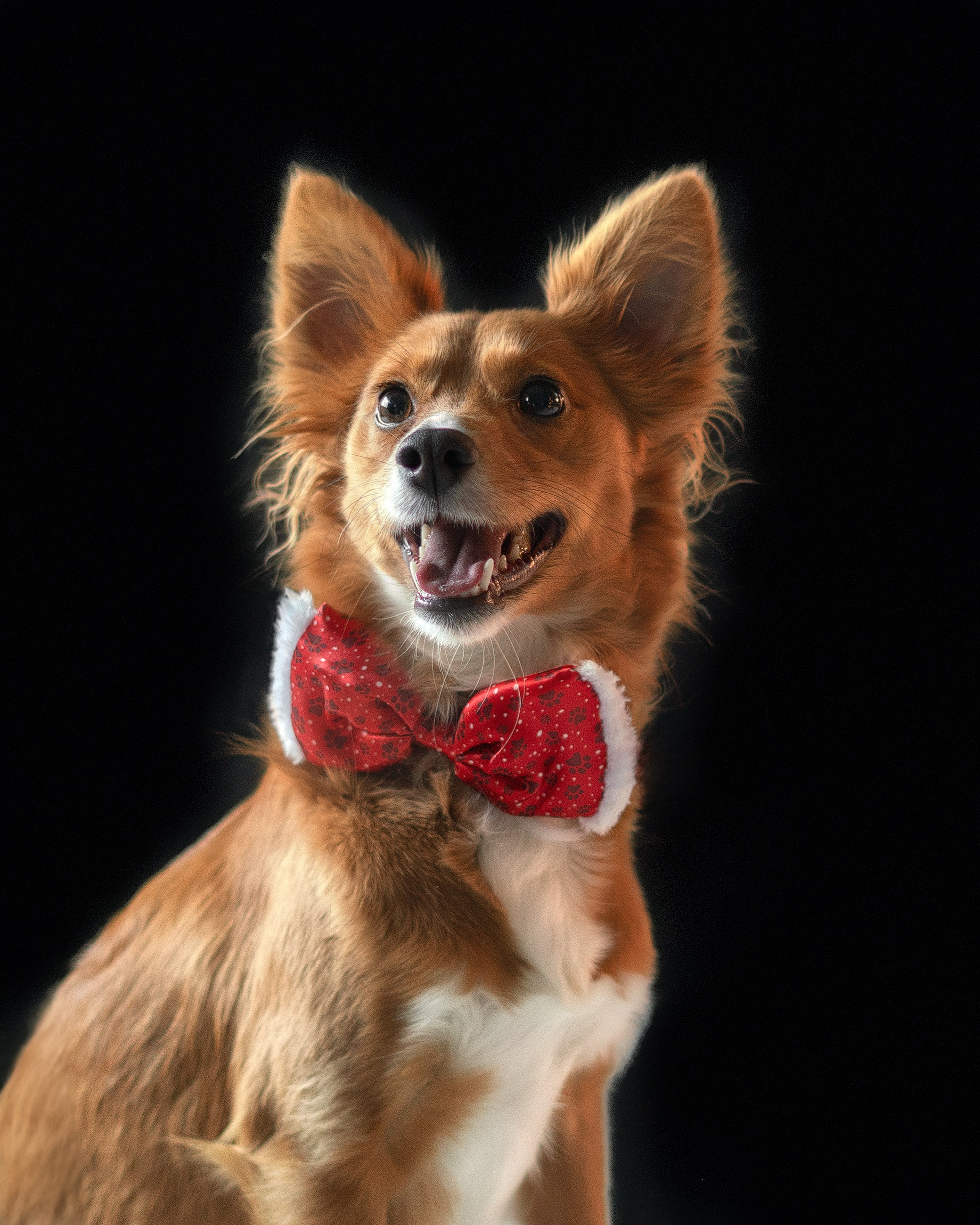 Fotografo Riccione, fotografie al aperto, famiglie, ritratti, bambini, animali domestici, fotografia cani a riccione, rimini, emilia romagna. Fotografa a Riccione, ritratti di bambini e famiglia, animali domestici