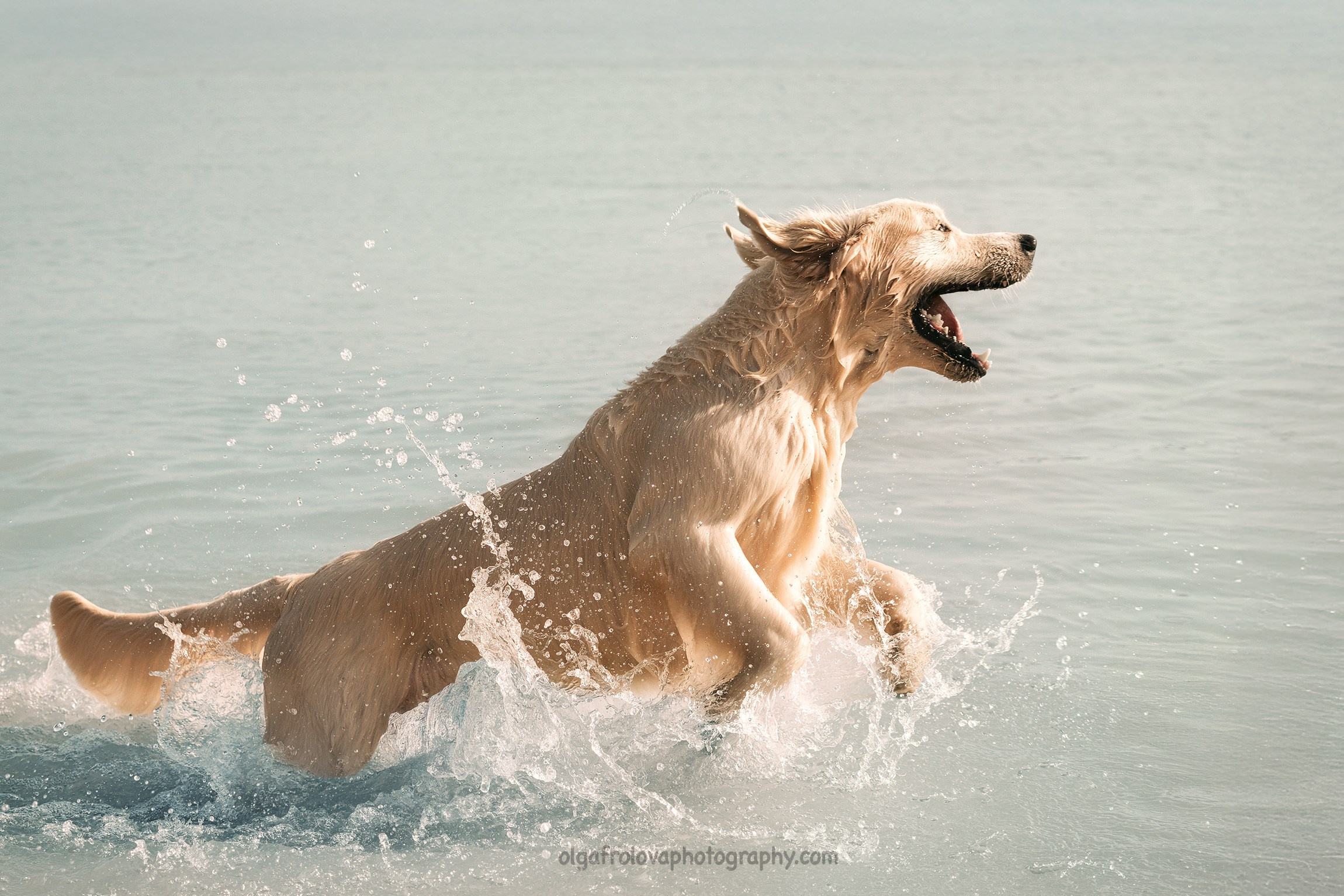 Fotografa a Riccione, ritratti di bambini e famiglia, animali domestici
