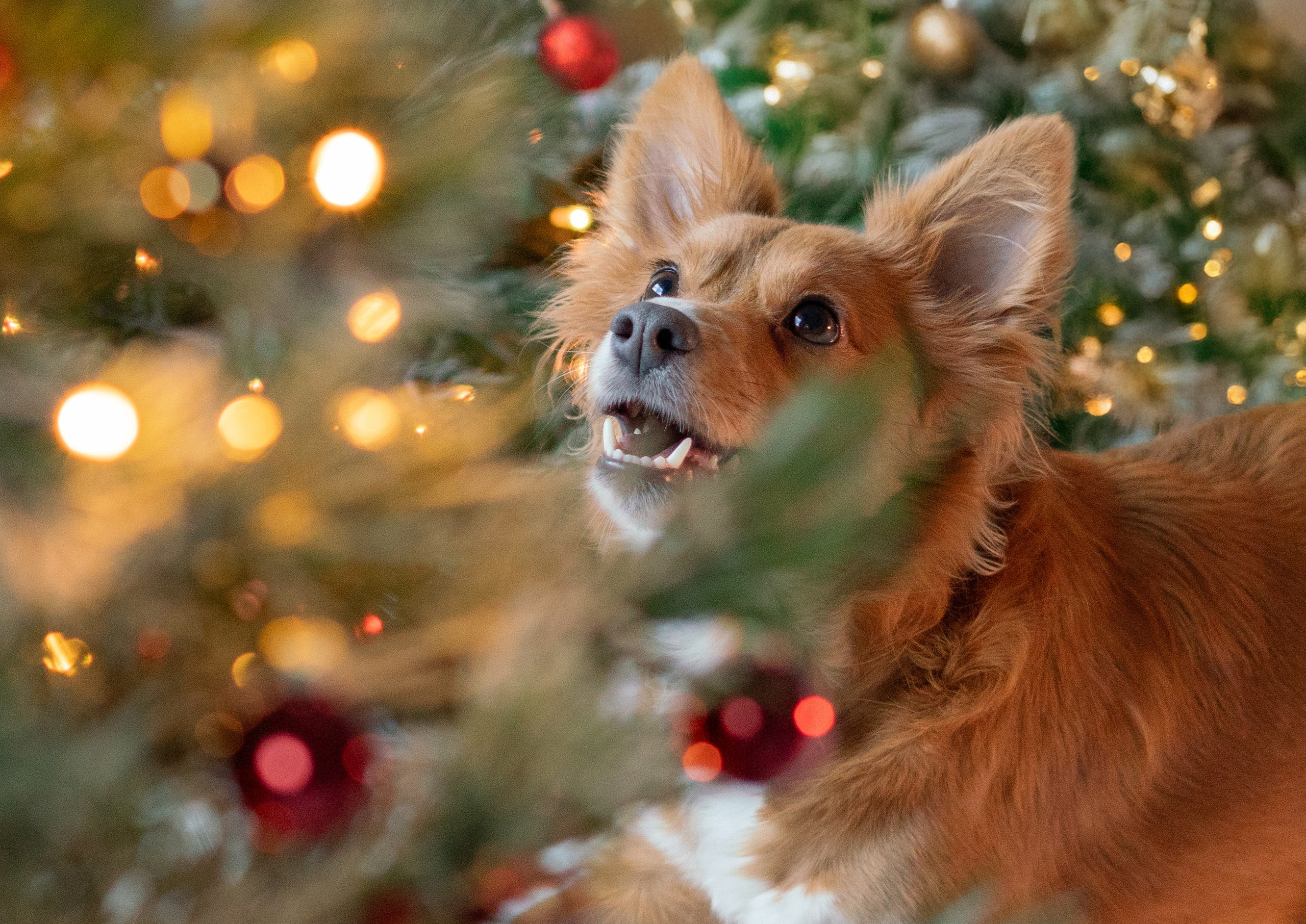 Photo session. Fotografa a Riccione, ritratti di bambini e famiglia, animali domestici