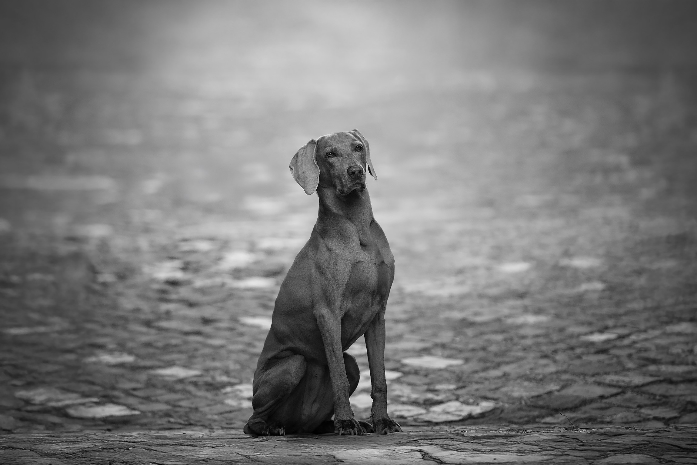 Fotografa a Riccione, ritratti di bambini e famiglia, animali domestici