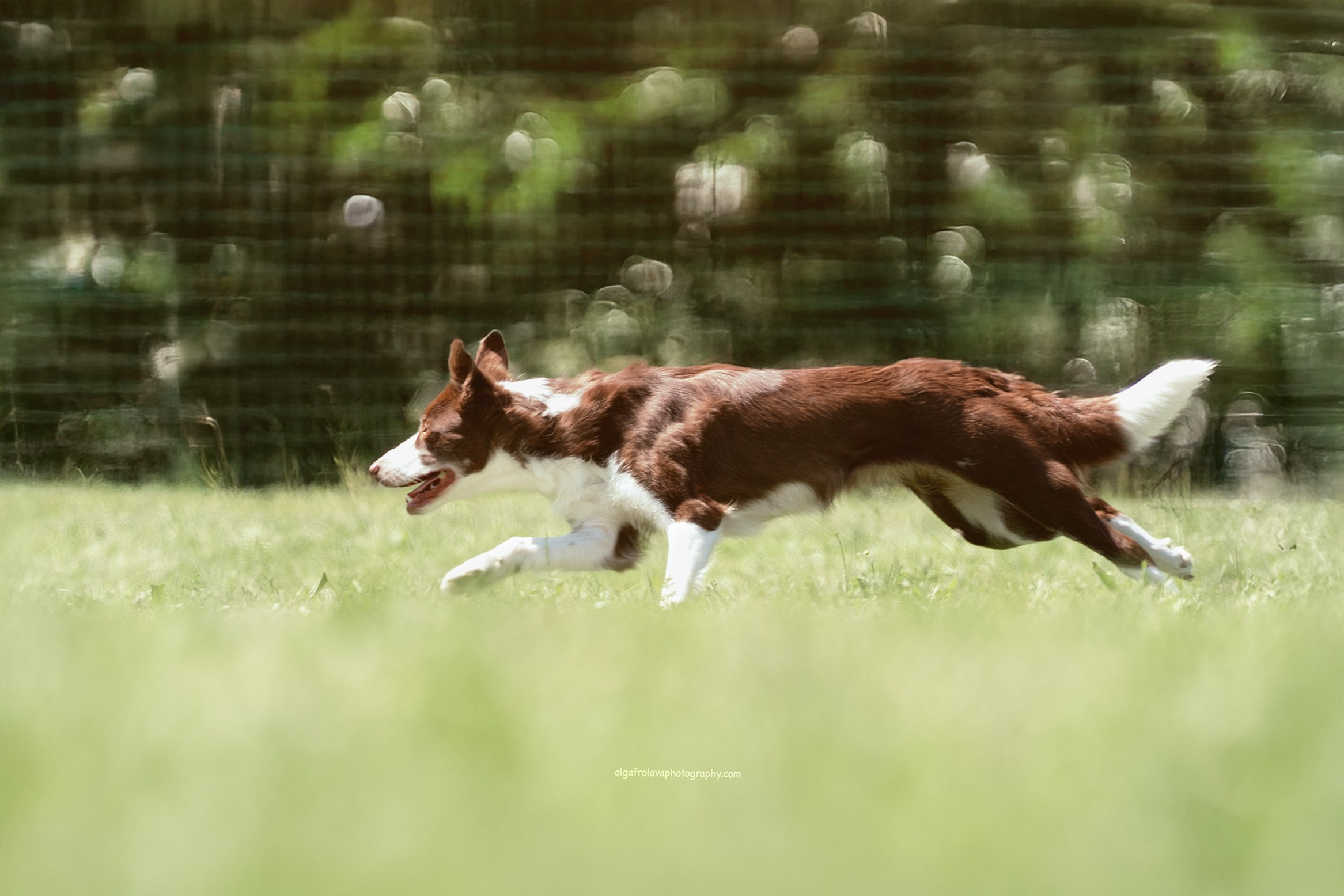 Fotografo Riccione, fotografie al aperto, famiglie, ritratti, bambini, animali domestici, fotografia cani a riccione, rimini, emilia romagna. Fotografa a Riccione, ritratti di bambini e famiglia, animali domestici