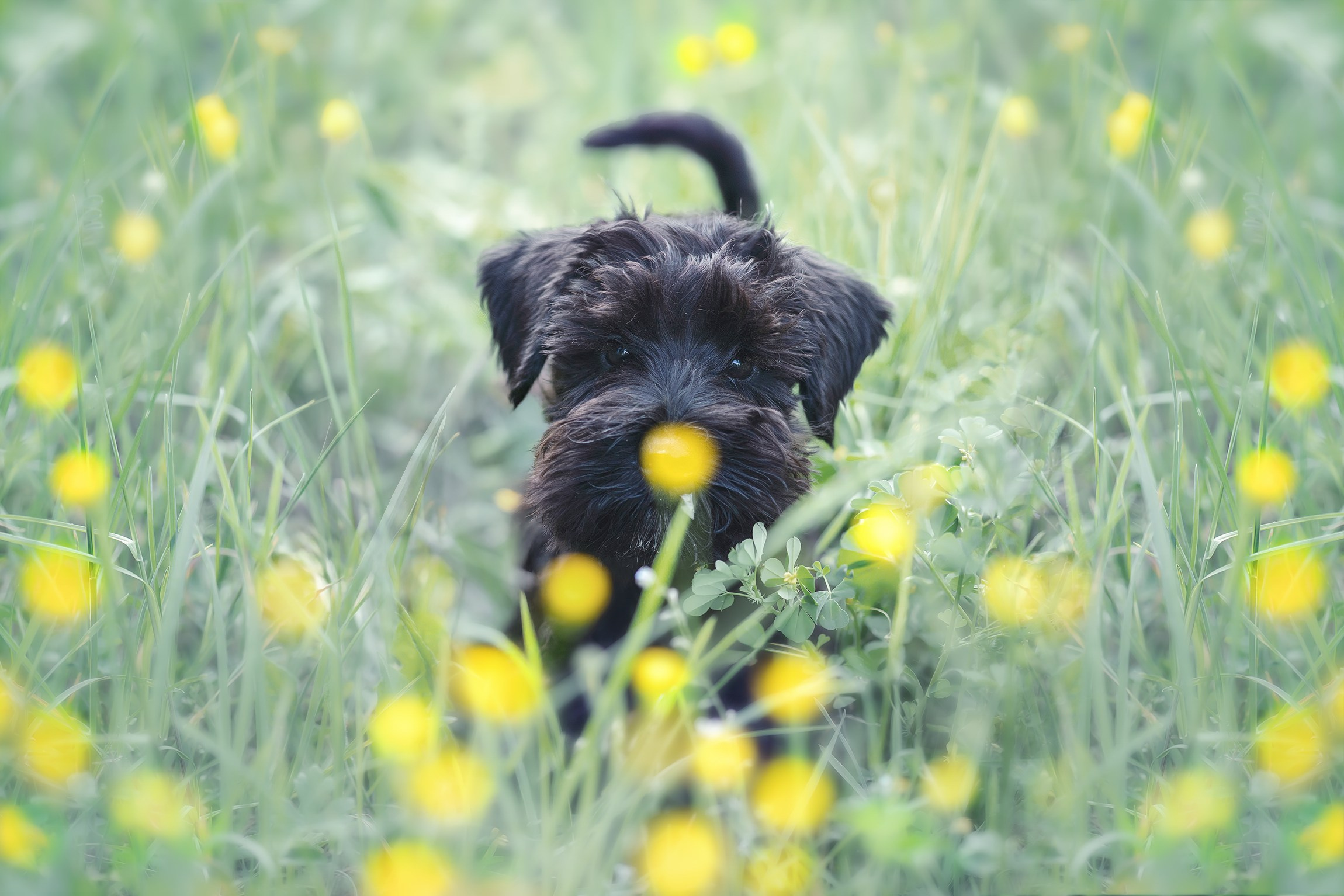 Fotografa a Riccione, ritratti di bambini e famiglia, animali domestici