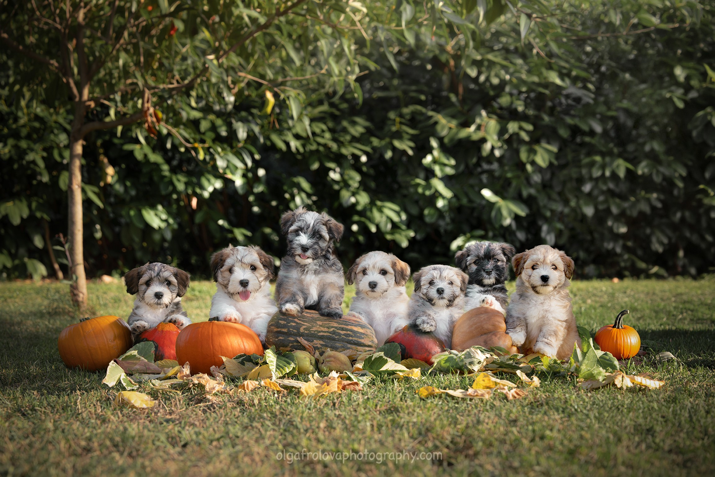 Fotografa a Riccione, ritratti di bambini e famiglia, animali domestici