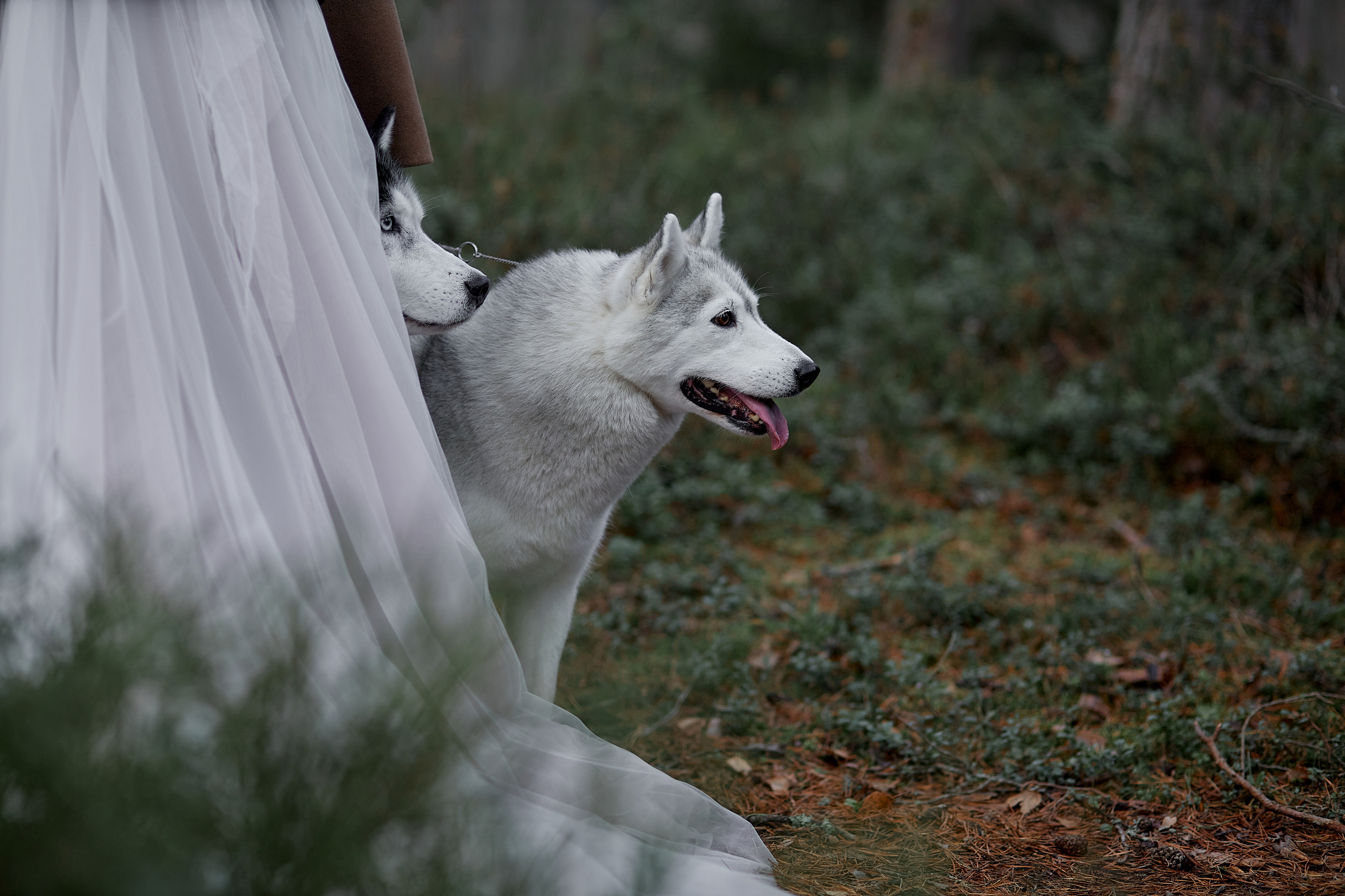 30.10.2021 Mysterious Forest. Photographer in Estonia | Ksenia Judina