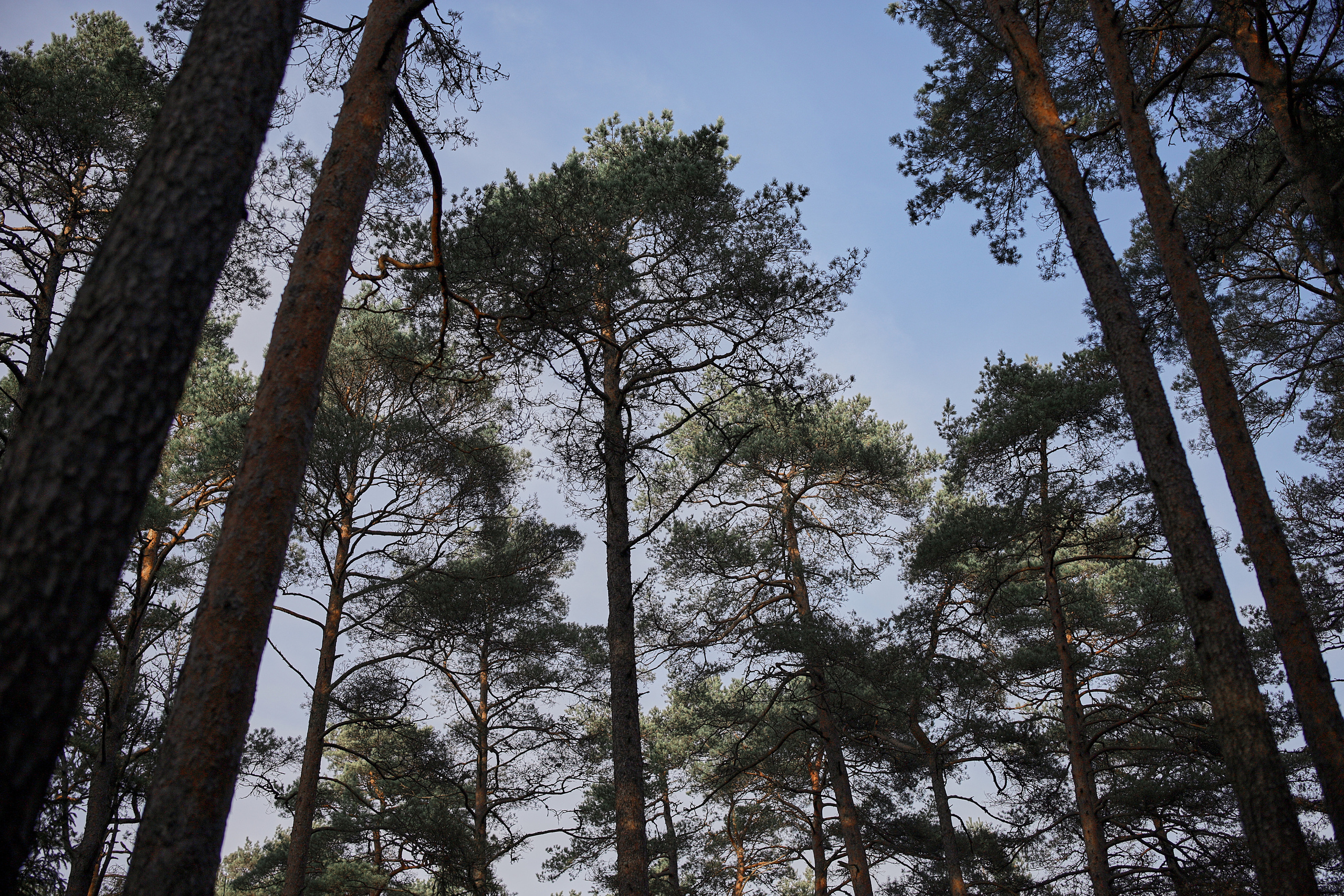 30.10.2021 Mysterious Forest. Photographer in Estonia | Ksenia Judina