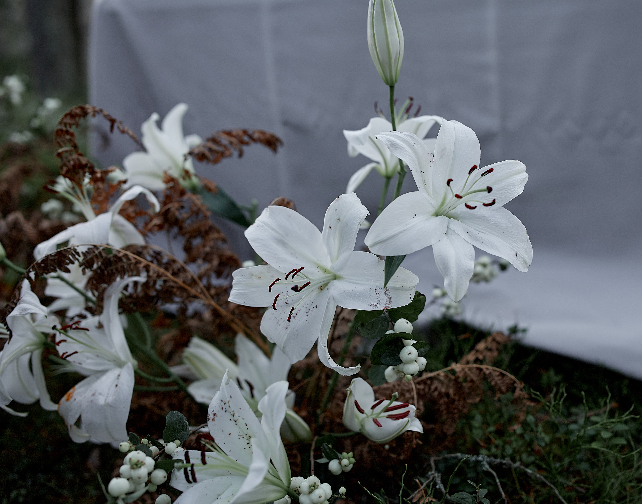 30.10.2021 Mysterious Forest. Photographer in Estonia | Ksenia Judina