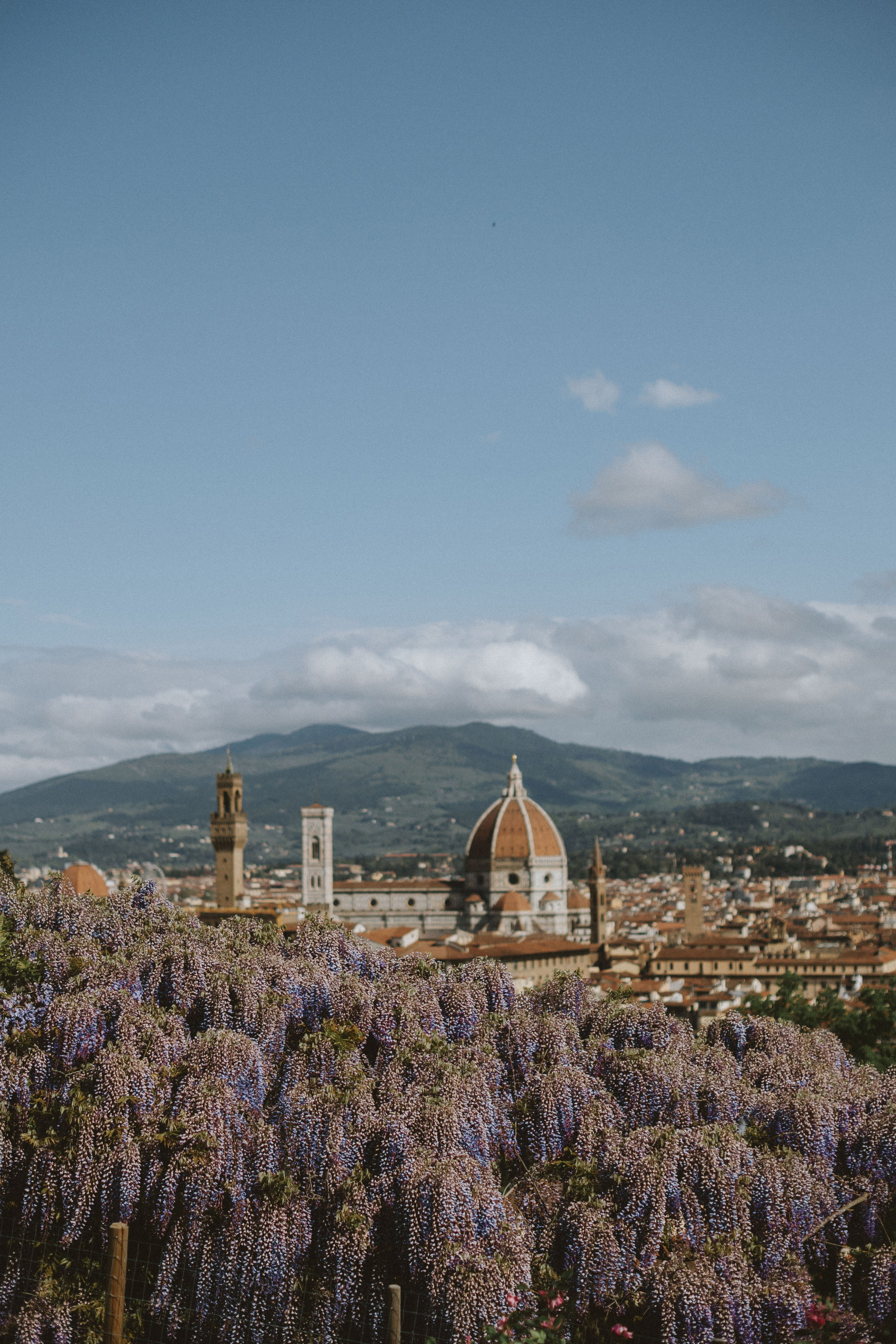 Vista panoramica della città di Firenze con la fioritura della glicine viola ai giardini di Villa Bardini in Toscana.