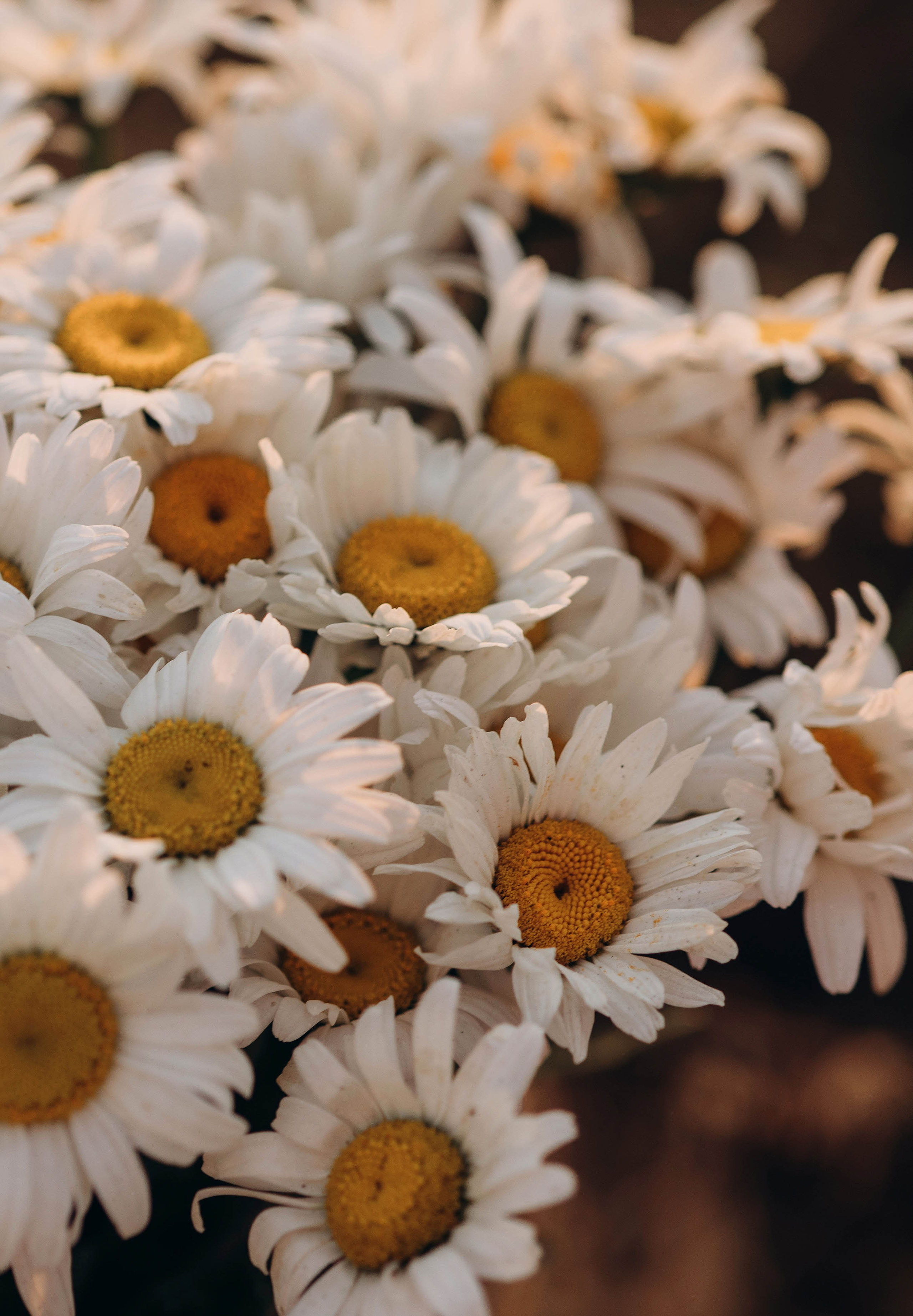 Дмитрий, Алена и Милана. Свадебный фотограф Измаил, Констанца, Бухарест, Галац, Браила Julia Dickinson