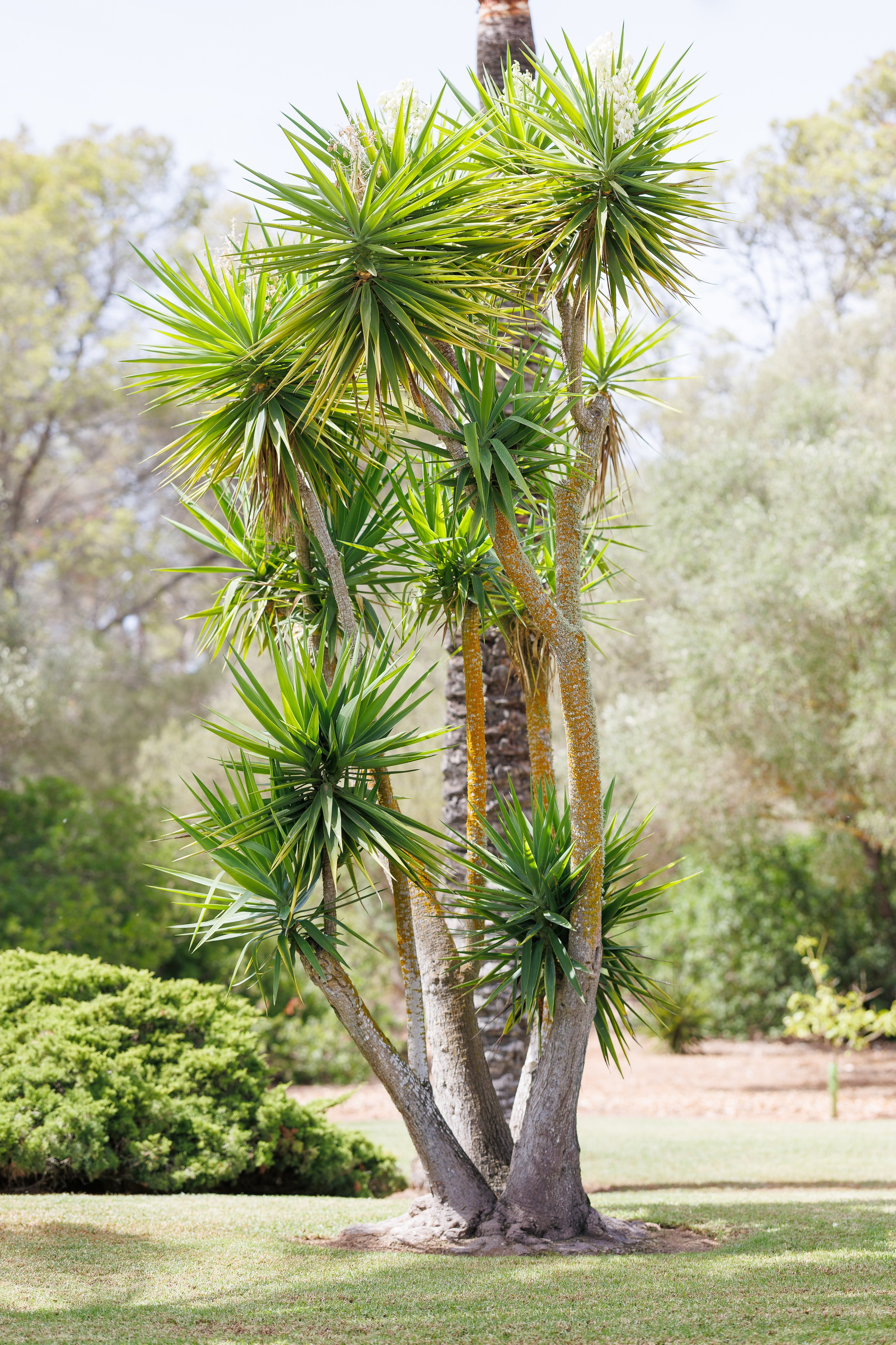 Valentina & Heinz (Palma de Mallorca, Finca Son Bi). Wedding photographer Osokin Evgeniy