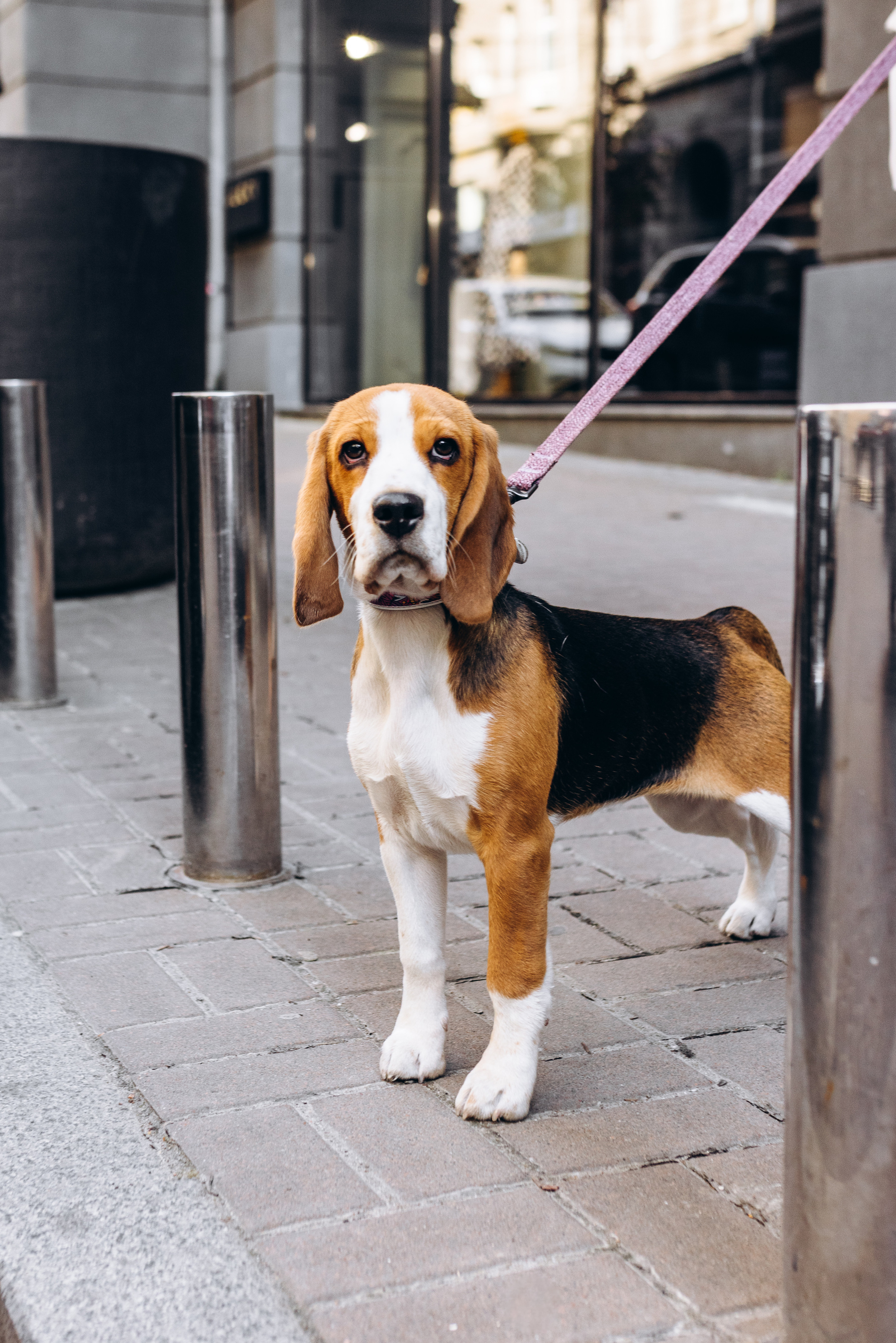 Anastasia. Весільний фотограф Осокін Євгеній