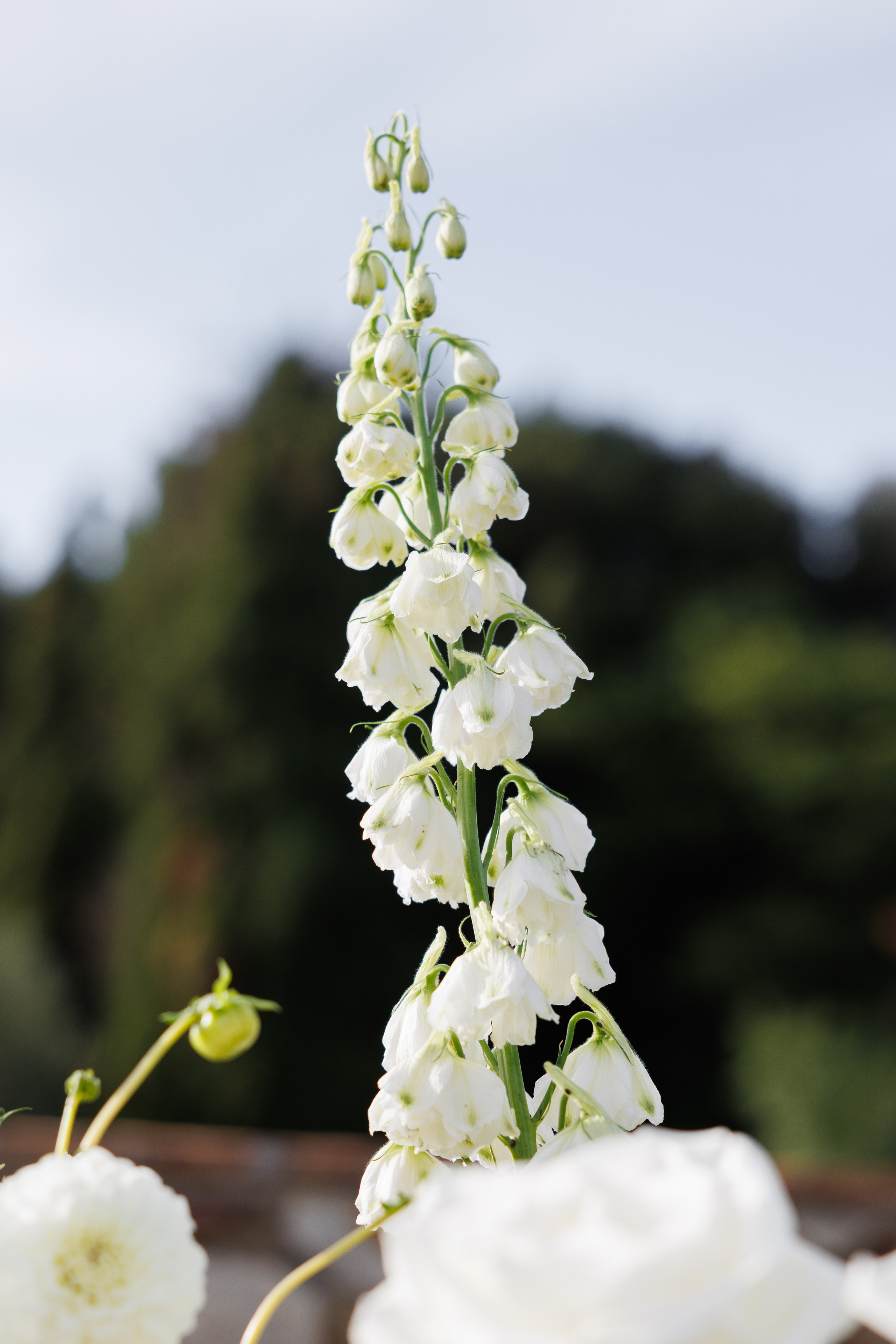 Julia & Max (Florence, Castello Di Cassole). Wedding photographer Osokin Evgeniy