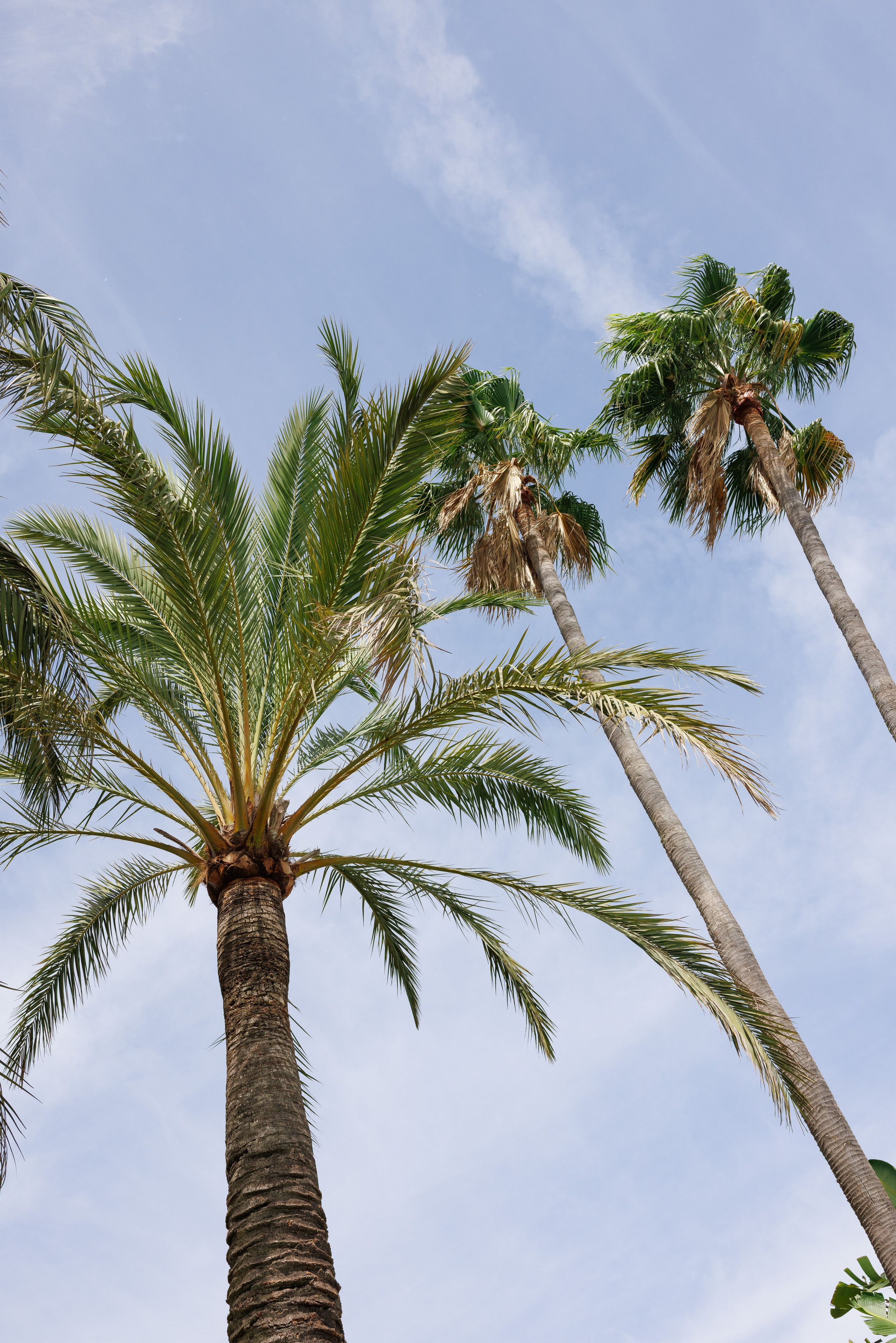 Valentina & Heinz (Palma de Mallorca, Finca Son Bi). Wedding photographer Osokin Evgeniy