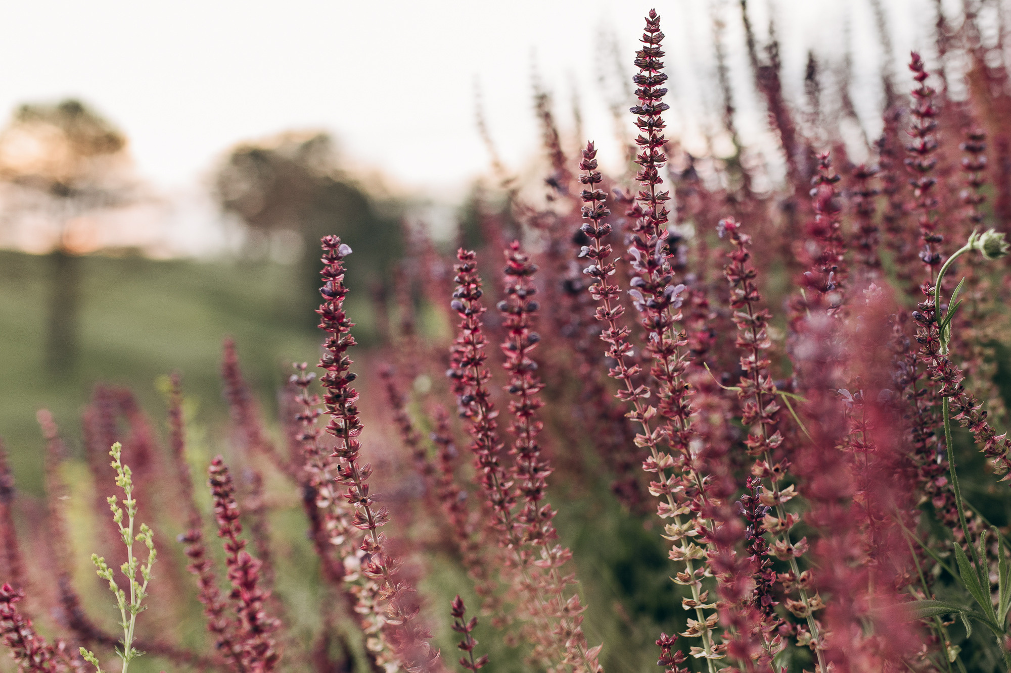 Alexandra & Maxim. Весільний фотограф Київ Осокін Євгеній