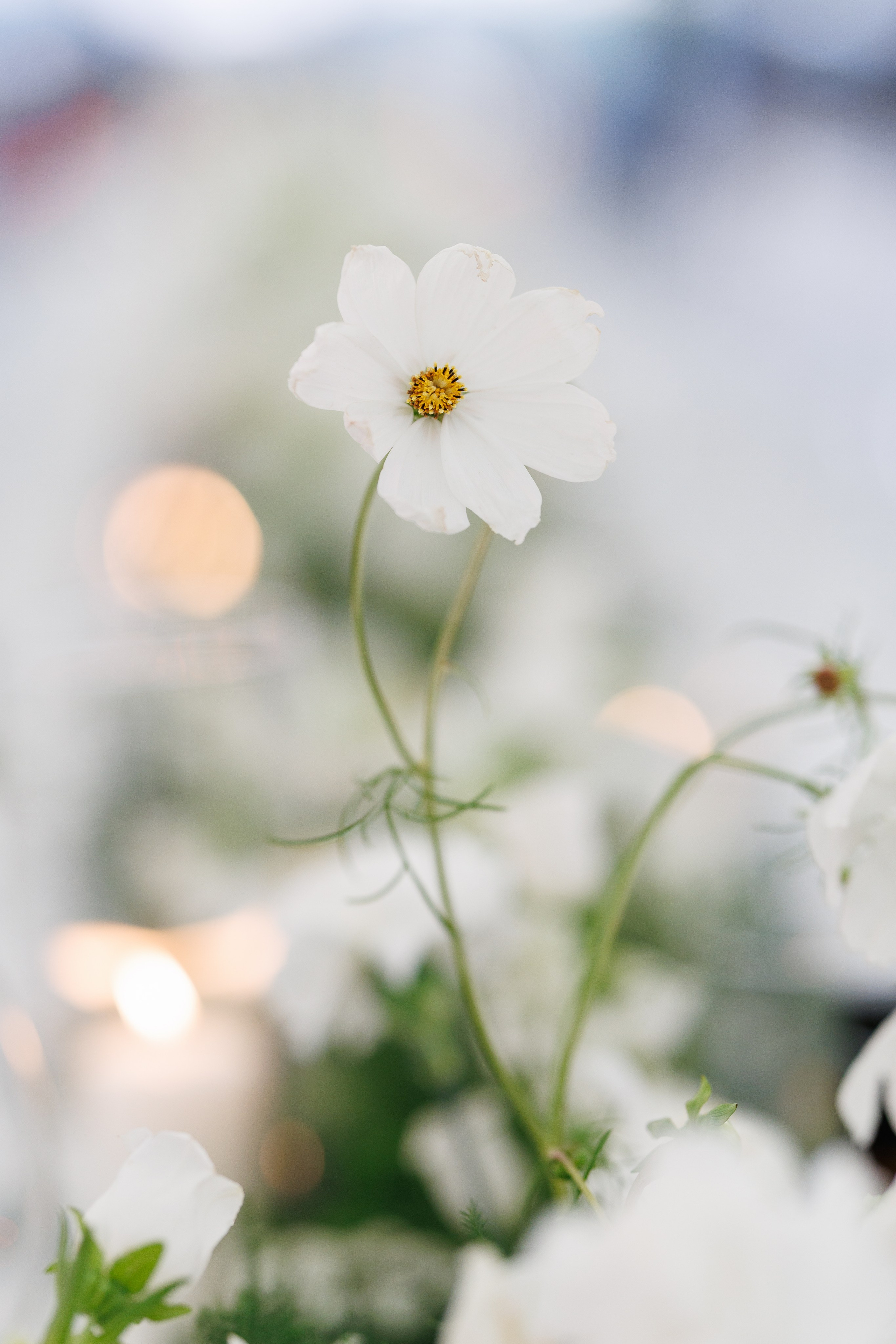 Julia & Max (Florence, Castello Di Cassole). Wedding photographer Osokin Evgeniy