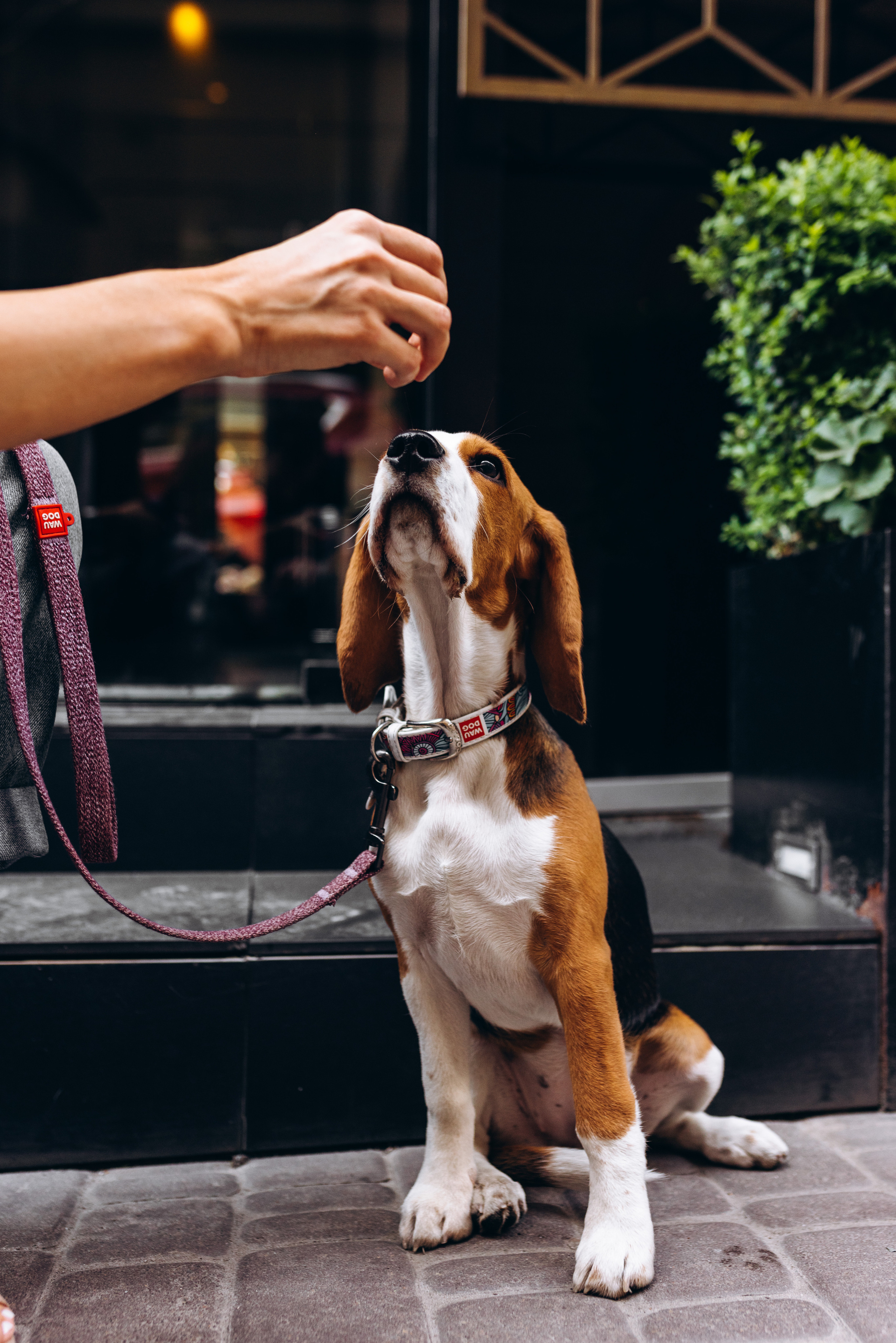 Anastasia. Весільний фотограф Осокін Євгеній