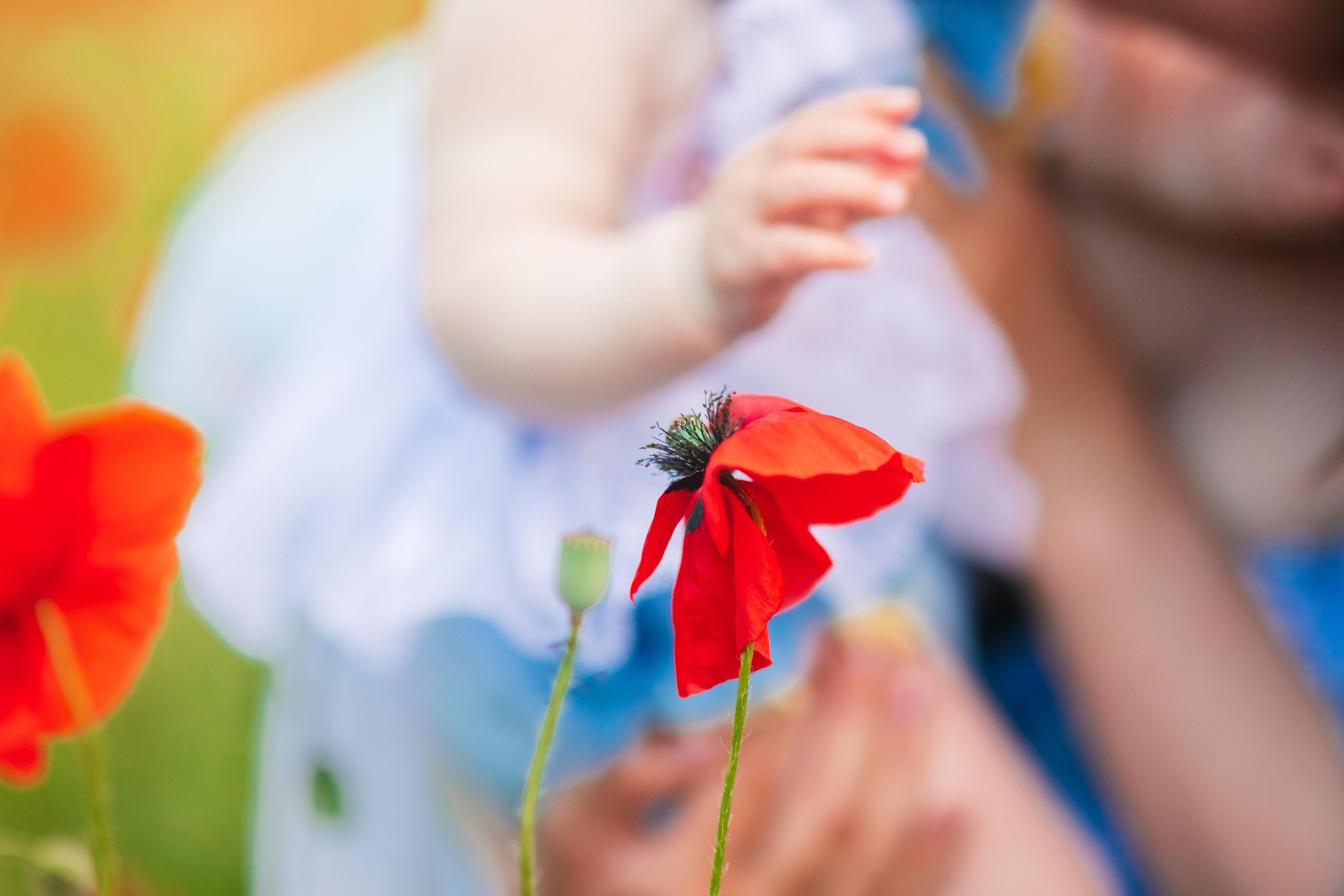 Фотосесія в маках. Сімейний та Весільний  фотограф Ірина Онищенко