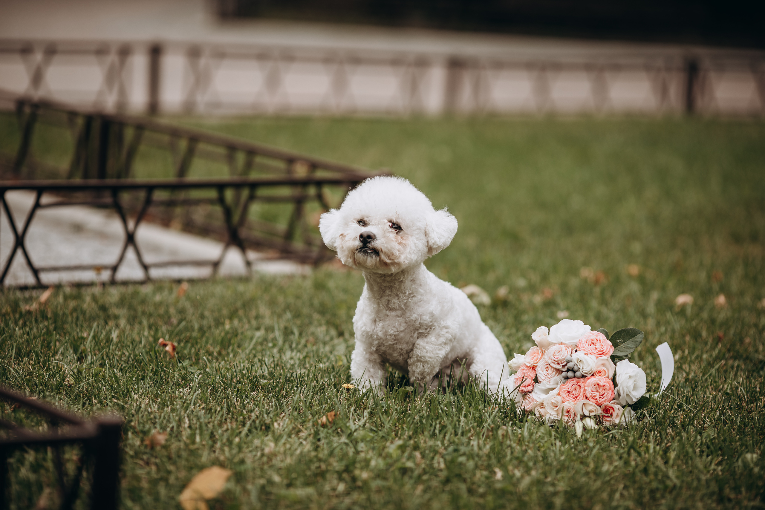 Дмитро&Катерина. Весільний та сімейний фотограф Марина Лисогор, м. Суми