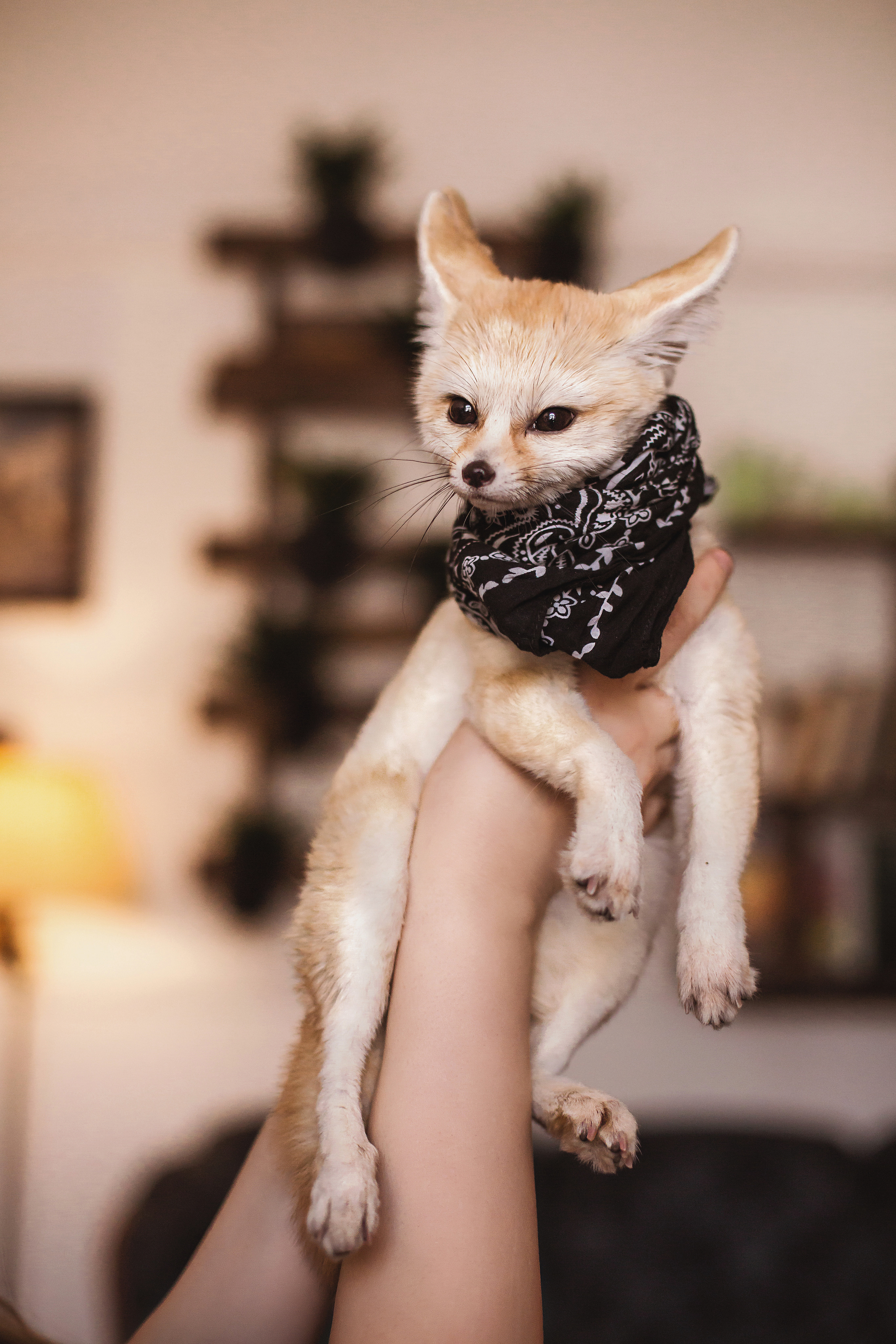 Альбом 12. Фото і відео Київ Анна Тимошок. Портретна, предметна, сімейна зйомка