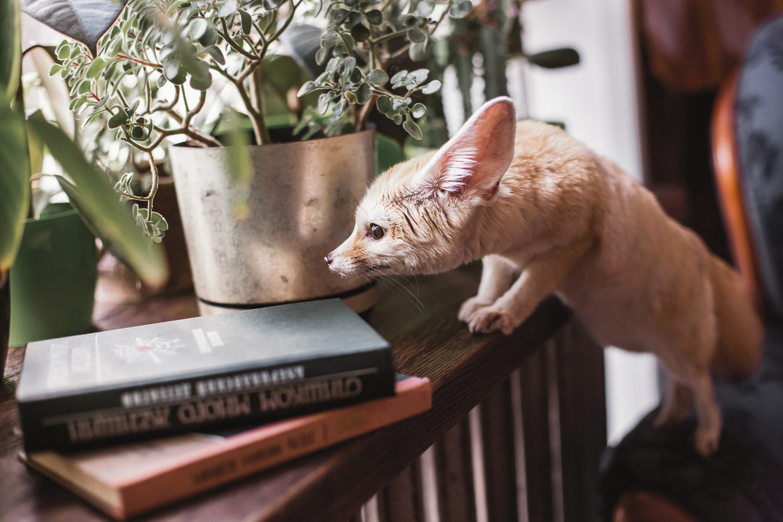Альбом 12. Фото і відео Київ Анна Тимошок. Портретна, предметна, сімейна зйомка