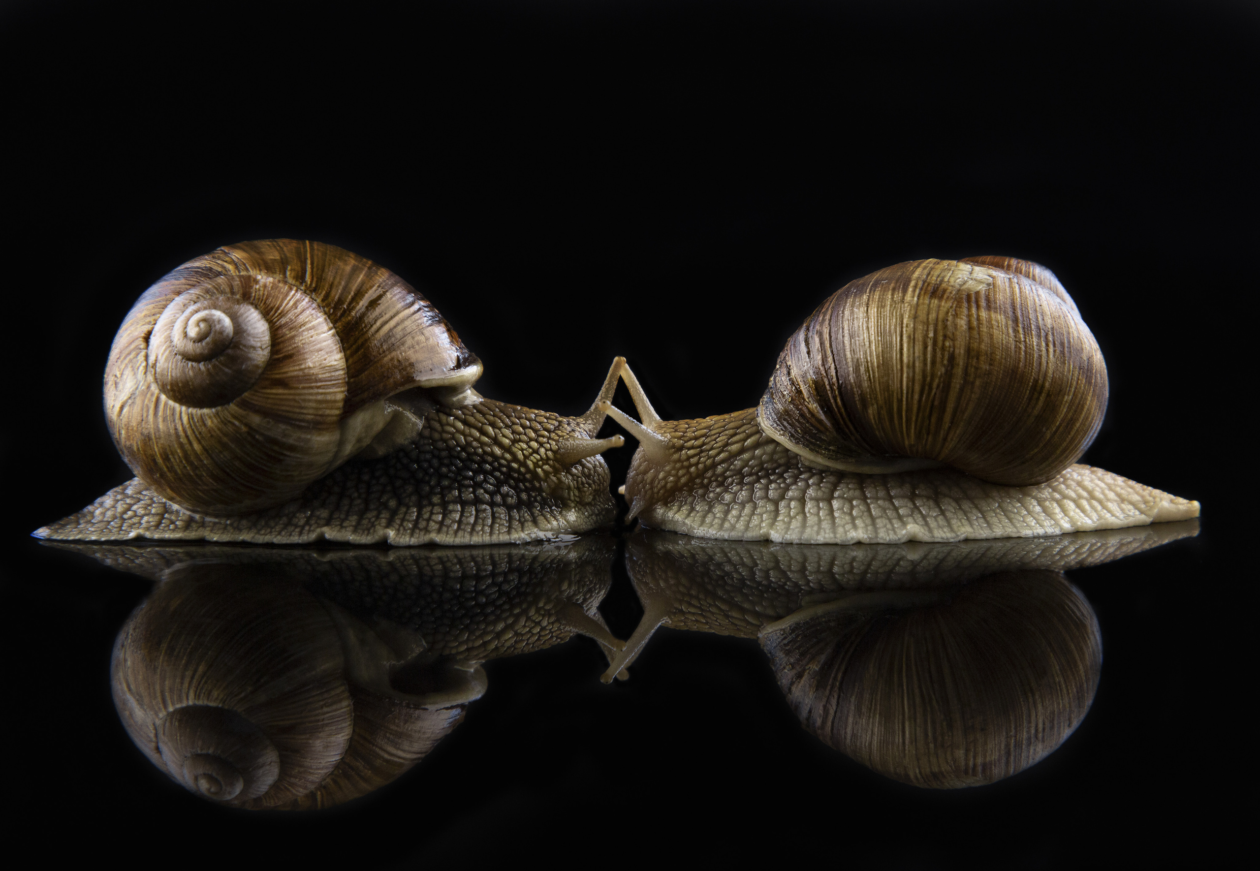 ПРЕДМЕТКА. Фото і відео Київ Анна Тимошок. Портретна, предметна, сімейна зйомка