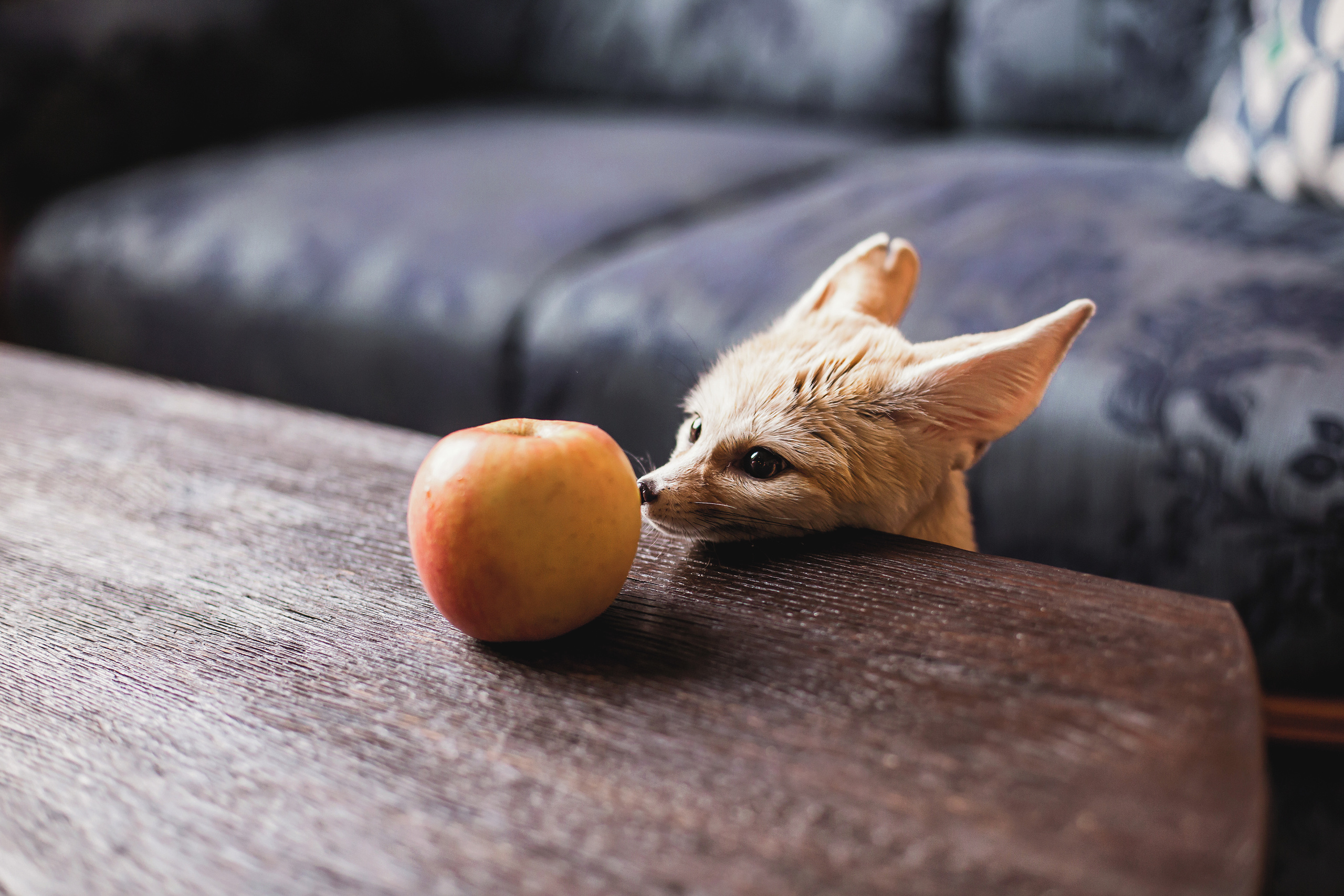 Альбом 12. Фото і відео Київ Анна Тимошок. Портретна, предметна, сімейна зйомка