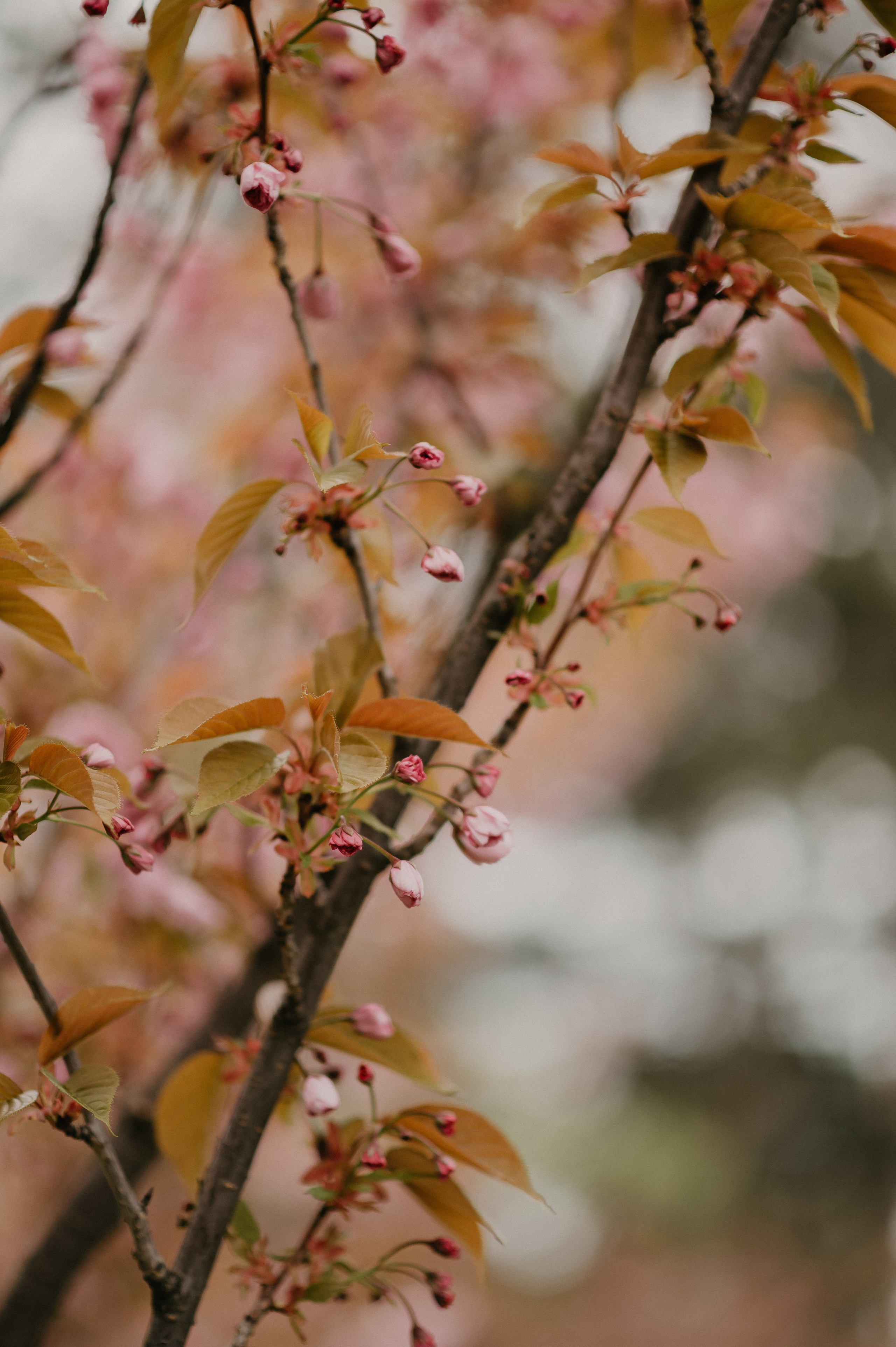 Dana&Rostik. Фотограф Руслан Будім