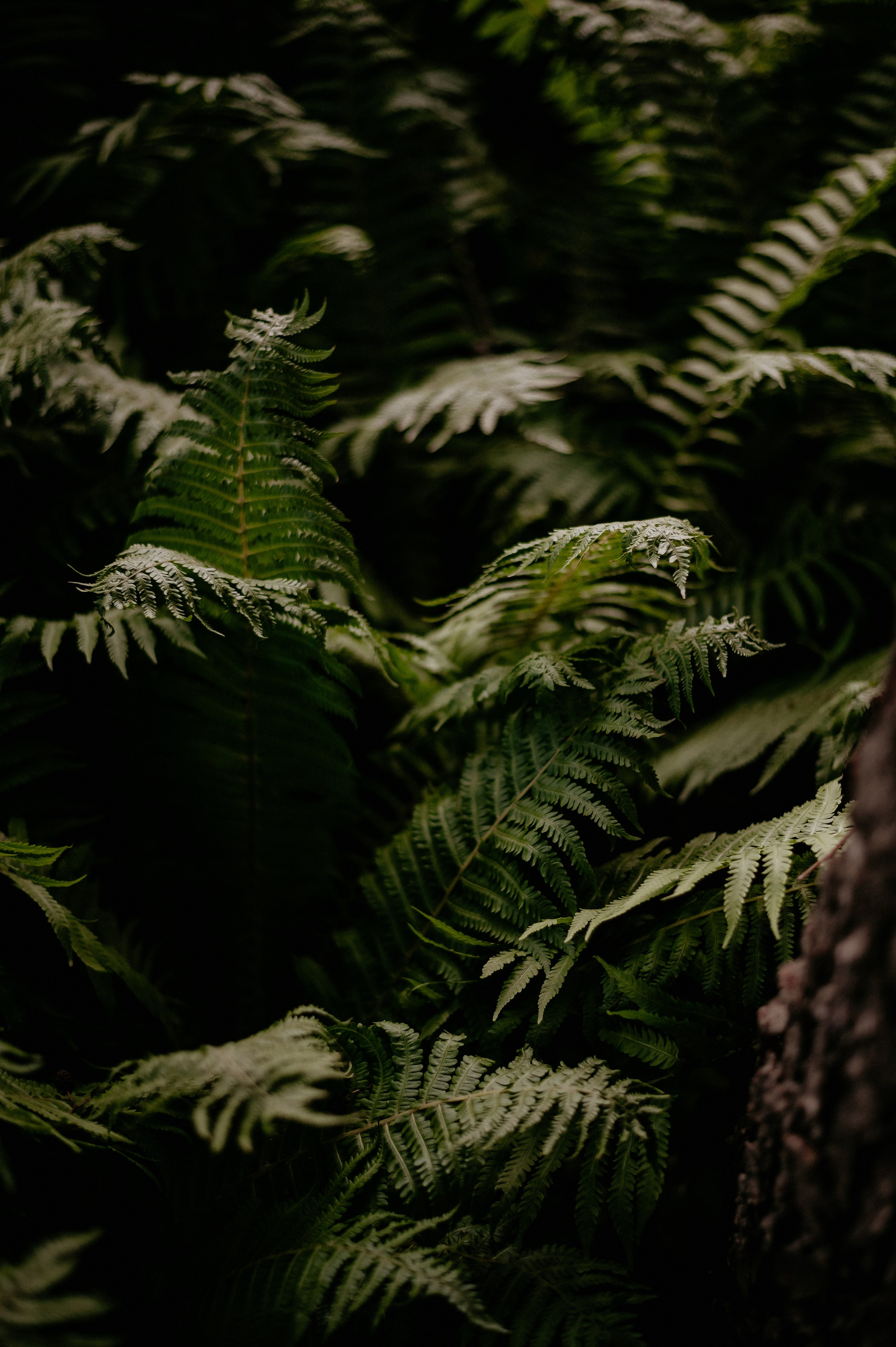 Юля та Андрій. Фотограф Руслан Будім