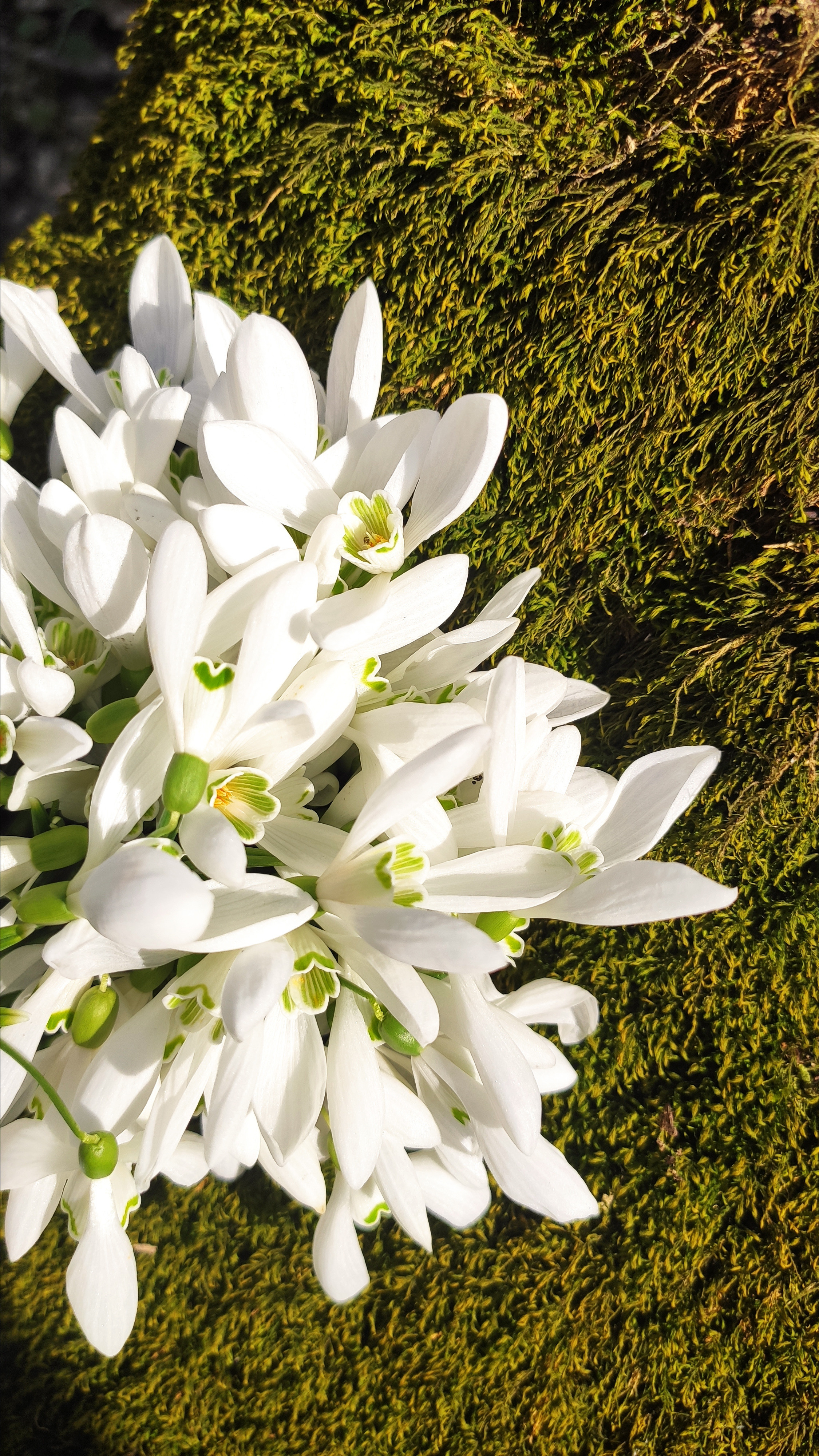Весняні шпалери на телефон. Сімейний фотограф Київ Наталія Шкаврон