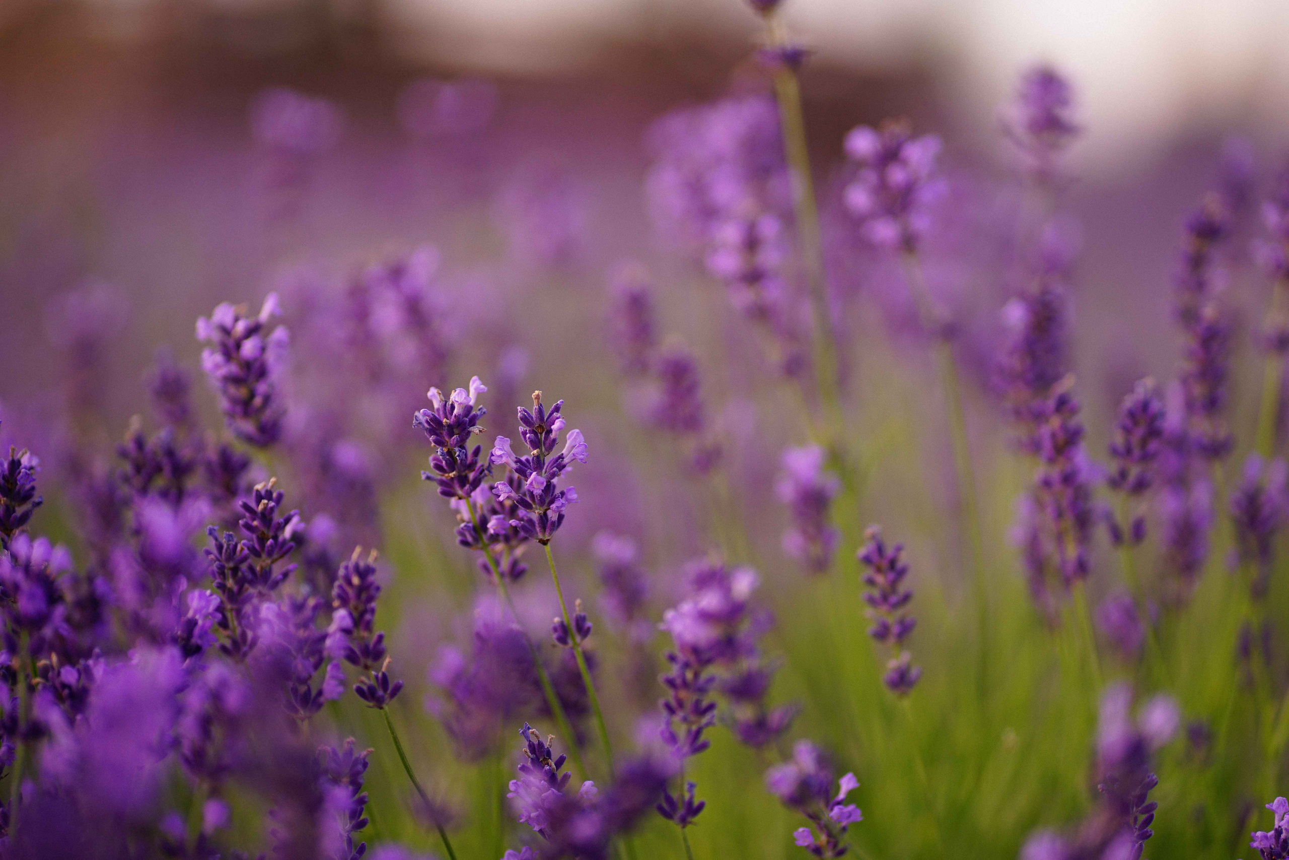 лавандове поле заставка, лавандовое поле обои на рабочий стол, лавандовое поле обои на телефон, фон лаванда обои на айфон, лаванда обои на телефон, цветки лаванды фон лаванда обои на айфон, эстетика обои на телефон лавандового цвета, лавандовые обои на телефон, лавандове поле фотосесія