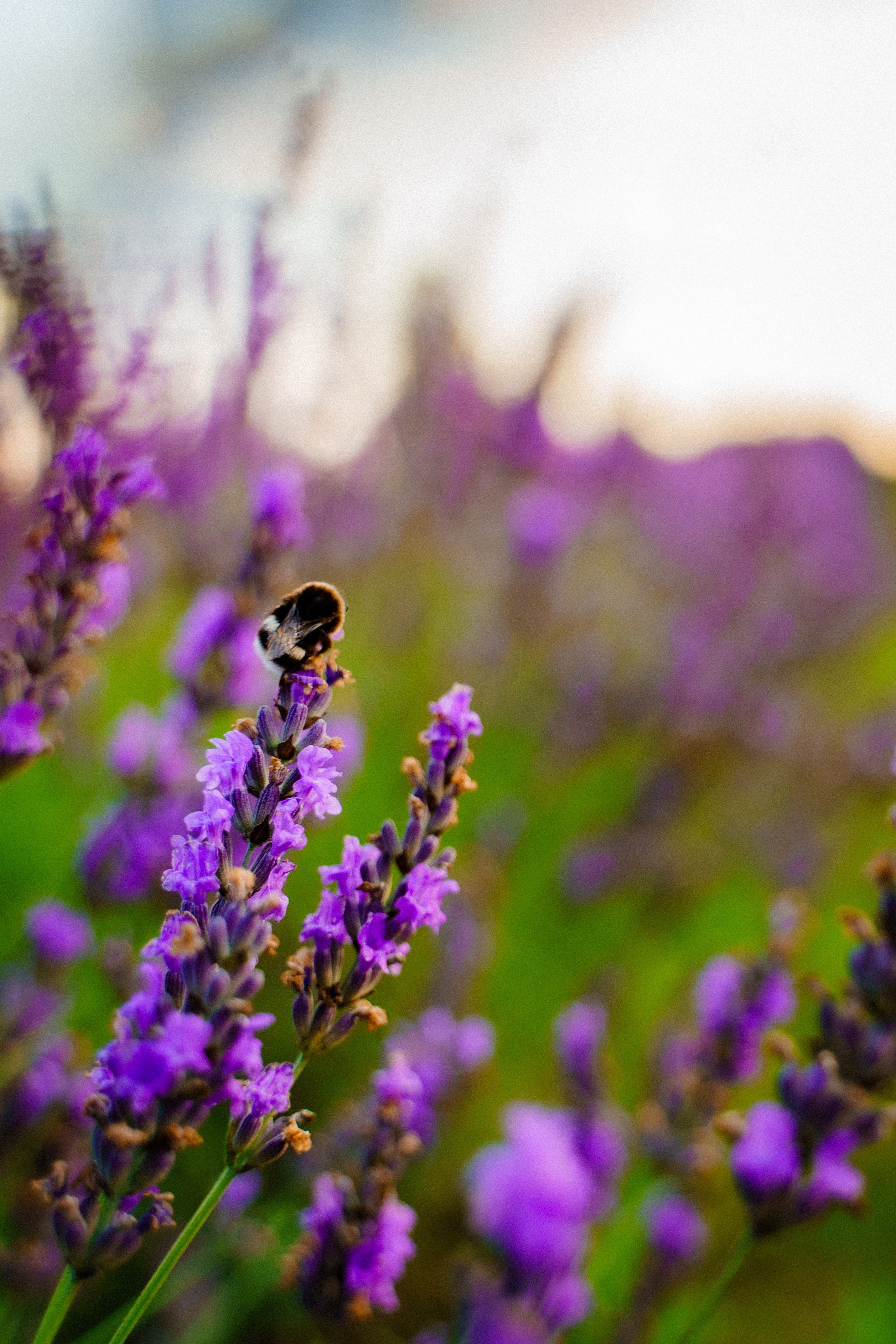 Фотосесія в лавандовому полі, індивідуальна фотосесія, фотосесія в лаванді, фотограф київ, Фотосесія в лавандовому полі, Фотосесія на лавандовому полі в Україні, Сертификат на фотосессию, Фотосесія Київ під ключ, Сімейна фотосесія в лаванді, лаванда фото, фото в лаванді в жовтій сукні, фотосесія в лаванді в жовтій сукнііндивідуальна фотосесія, фотосесія в лаванді, фотограф київ,  Фотосесія в лавандовому полі, Фотосесія на лавандовому полі в Україні, Сертификат на фотосессию, Фотосесія Київ під ключ, Сімейна фотосесія в лаванді, лаванда фото, девушка в лавандовом поле, девушка в лавандовом поле фото, фотосессия фото в лавандовом поле, прованс фотосессия фото в лавандовом поле, фото в лаванде идеи, фото в лаванді, фотосесія у лавандовому полі, київський прованс, фотосесія в жовтій сукні у лаванді, індивідуальна фотосесія, фотосесія в лаванді, фотограф київ,  Фотосесія в лавандовому полі, Фотосесія на лавандовому полі в Україні, Сертификат на фотосессию, Фотосесія Київ під ключ, Сімейна фотосесія в лаванді, лаванда фото, девушка в лавандовом поле, девушка в лавандовом поле фото, фотосессия фото в лавандовом поле, прованс фотосессия фото в лавандовом поле, фото в лаванде идеи, фото в лаванді, фотосесія у лавандовому полі, київський прованс, 