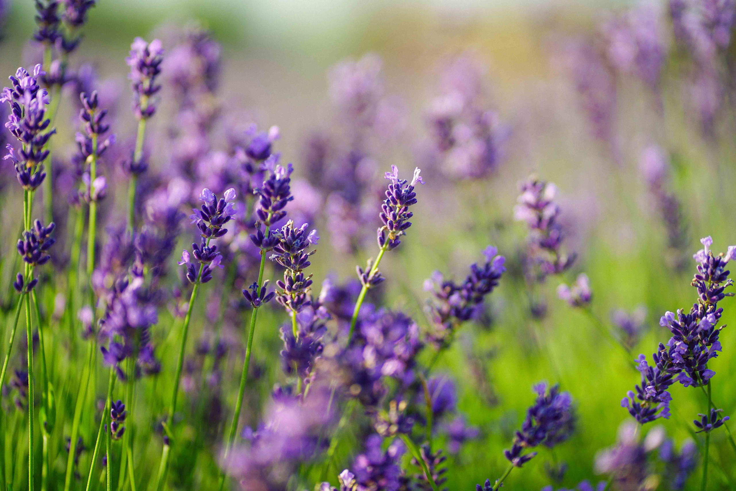 лавандове поле заставка, лавандовое поле обои на рабочий стол, лавандовое поле обои на телефон, фон лаванда обои на айфон, лаванда обои на телефон, цветки лаванды фон лаванда обои на айфон, эстетика обои на телефон лавандового цвета, лавандовые обои на телефон, лавандове поле фотосесія