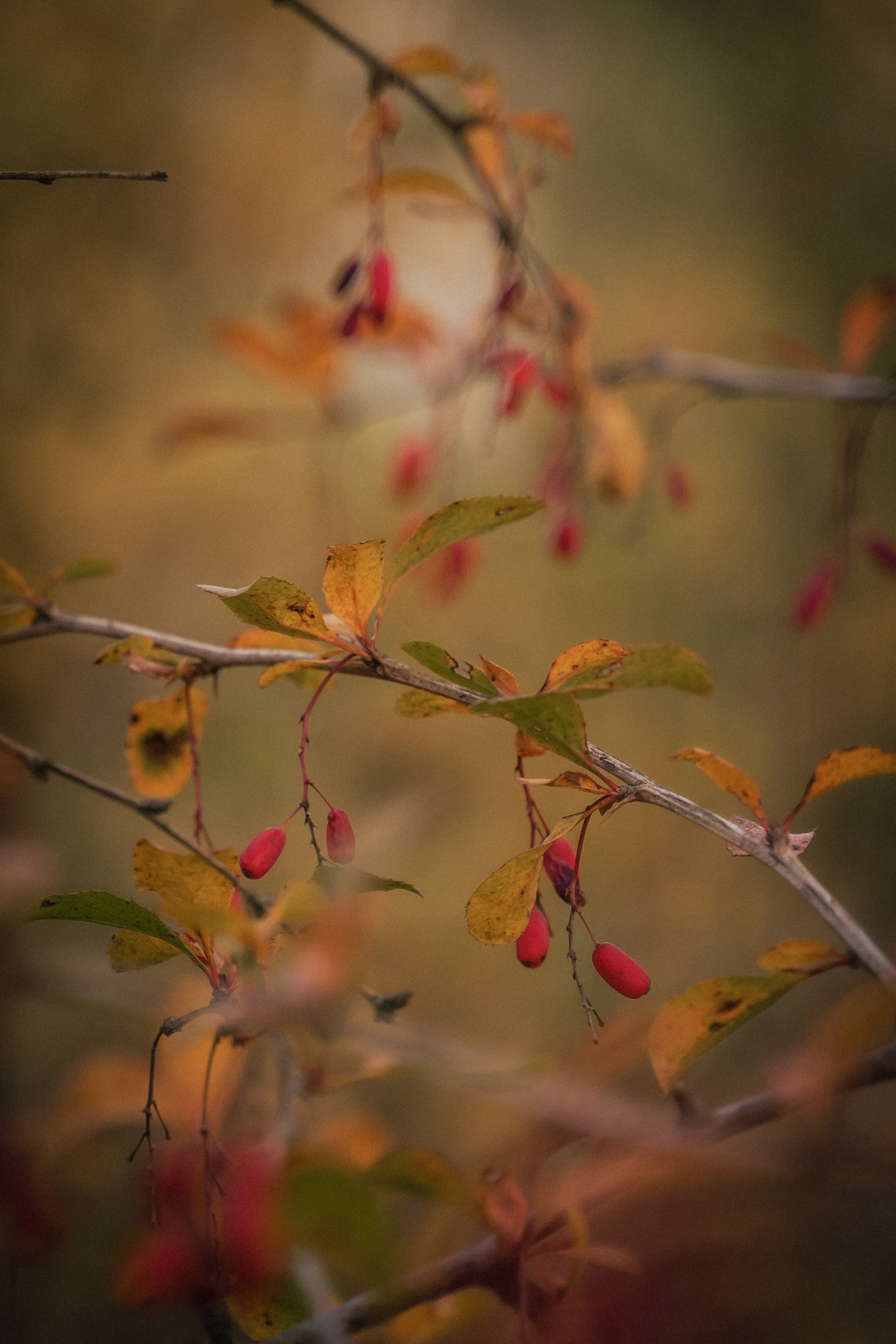 Сімейна фотосесія на природі біля Коростишівського карєру. Сімейний фотограф Київ Наталія Шкаврон
