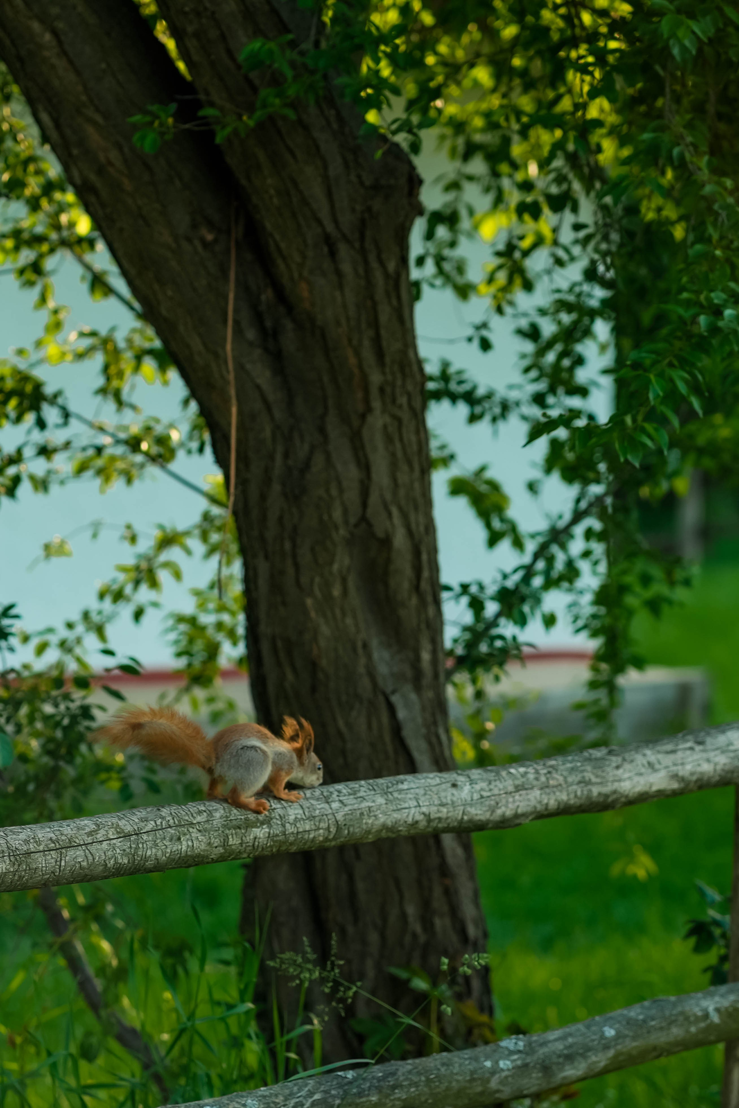 Бренд зйомка для Вікторії Енергопрактика. Сімейний фотограф Київ Наталія Шкаврон