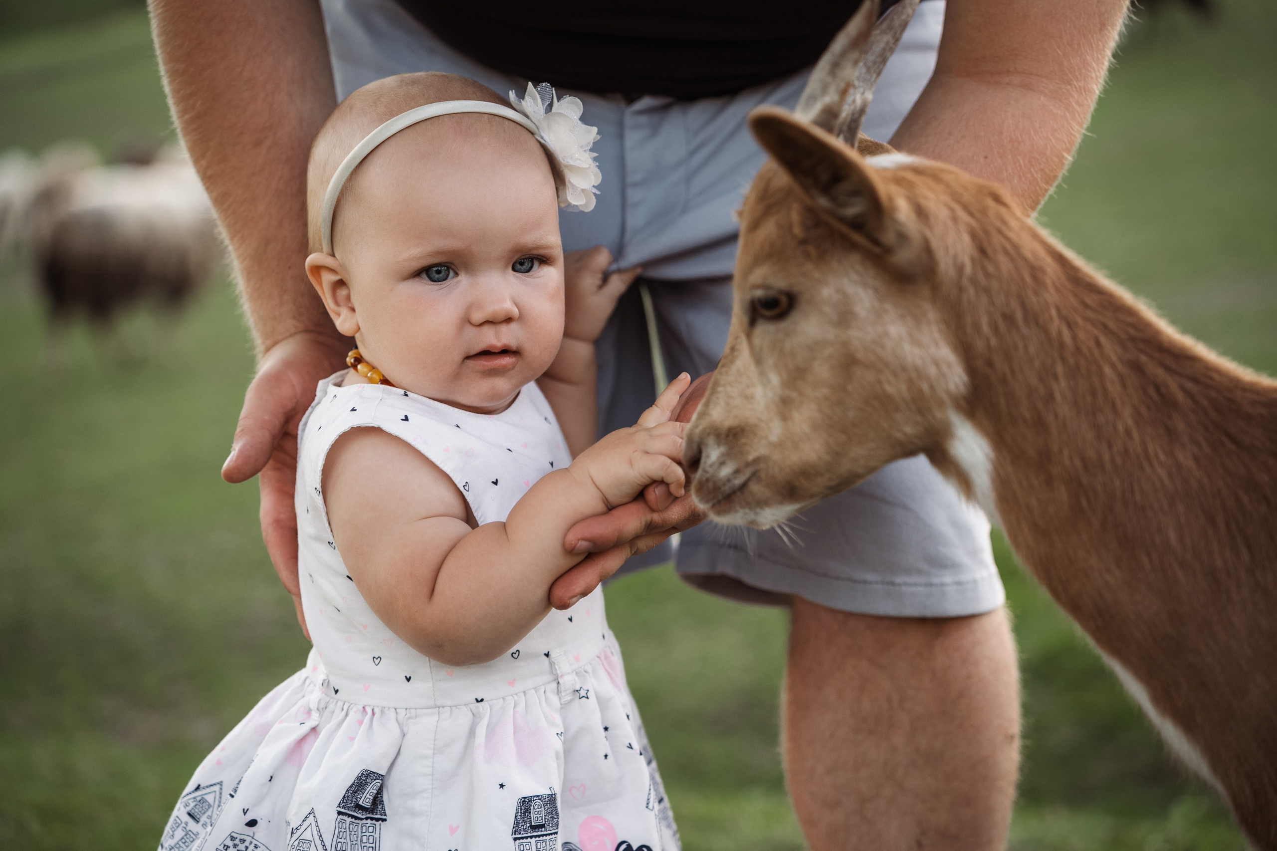 Святкування 1-го дня народження на овечій фермі. Family photographer in Kiev Natalia Shkavron