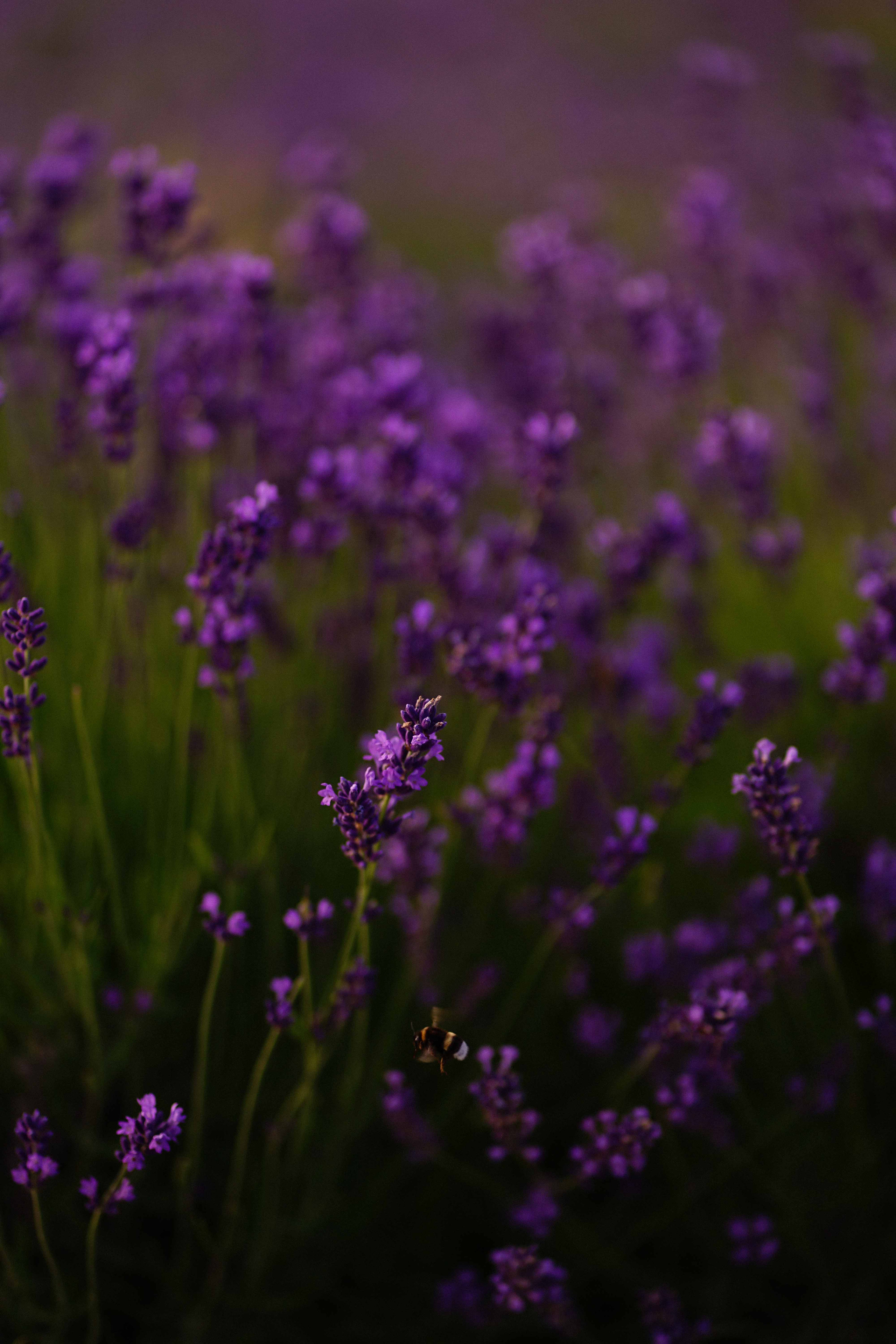 лавандове поле заставка, лавандовое поле обои на рабочий стол, лавандовое поле обои на телефон, фон лаванда обои на айфон, лаванда обои на телефон, цветки лаванды фон лаванда обои на айфон, эстетика обои на телефон лавандового цвета, лавандовые обои на телефон, лавандове поле фотосесія
